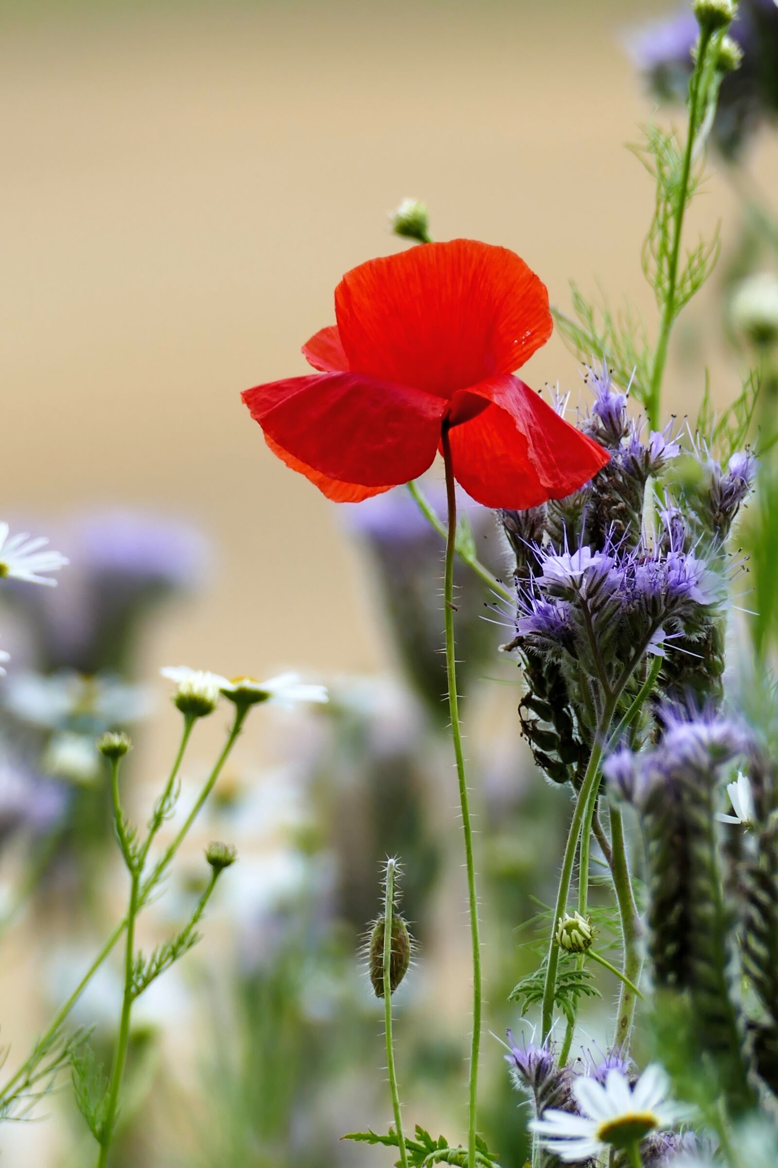 Panasonic Lumix DMC-FZ1000 sample photo. Flower, poppy, wild flower photography