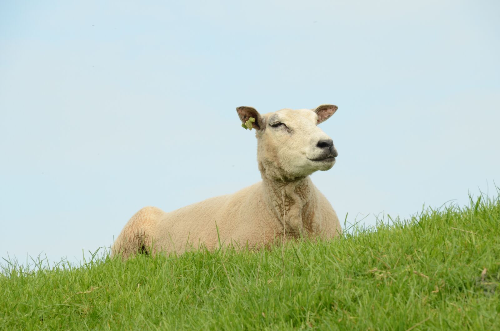 Nikon D7000 sample photo. Nature, farm, animal photography