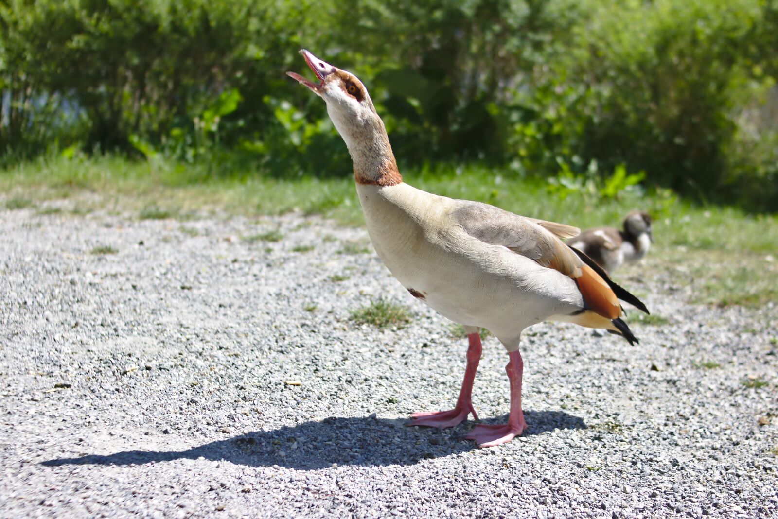 Canon EOS 750D (EOS Rebel T6i / EOS Kiss X8i) sample photo. Goose, bird, plumage photography