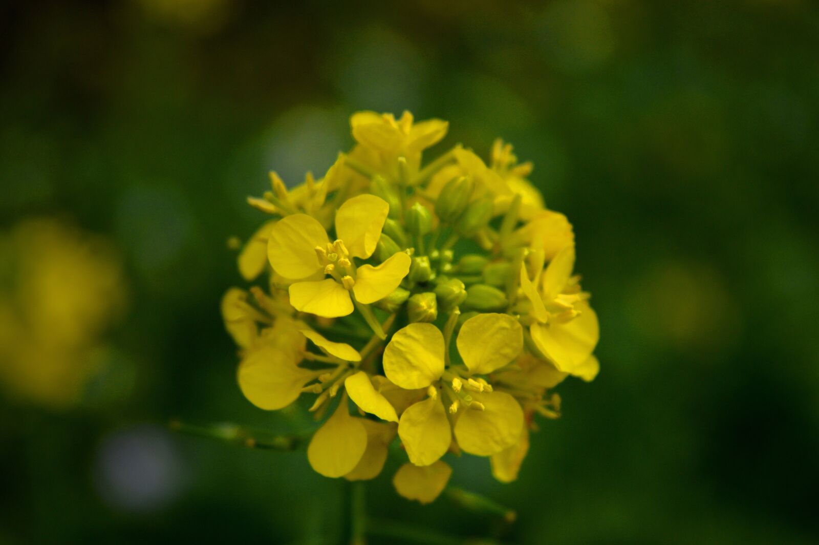 Nikon D3200 sample photo. Mustard flower, yellow, green photography