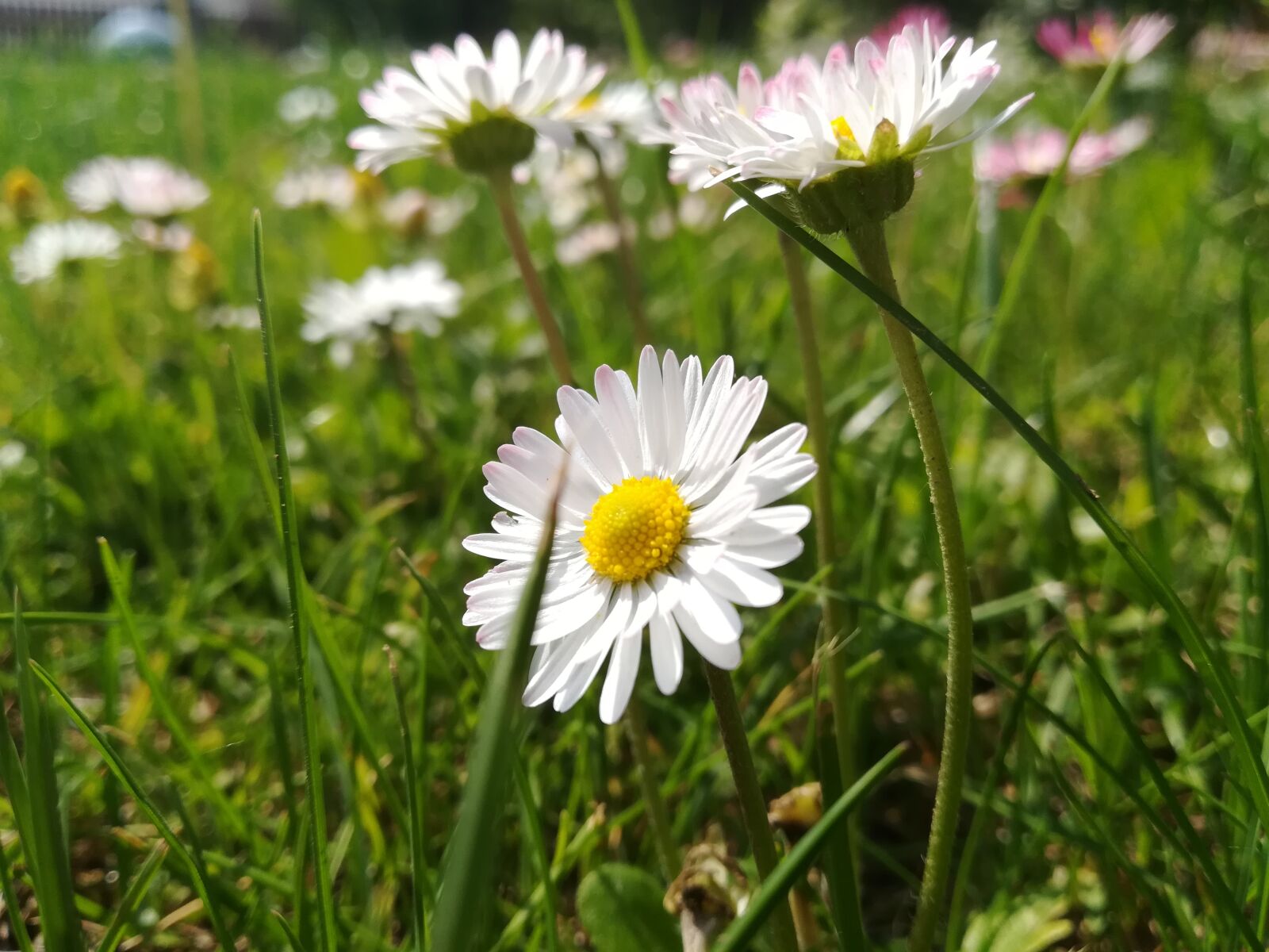 HUAWEI P10 lite sample photo. Flowers, daisy, nature photography