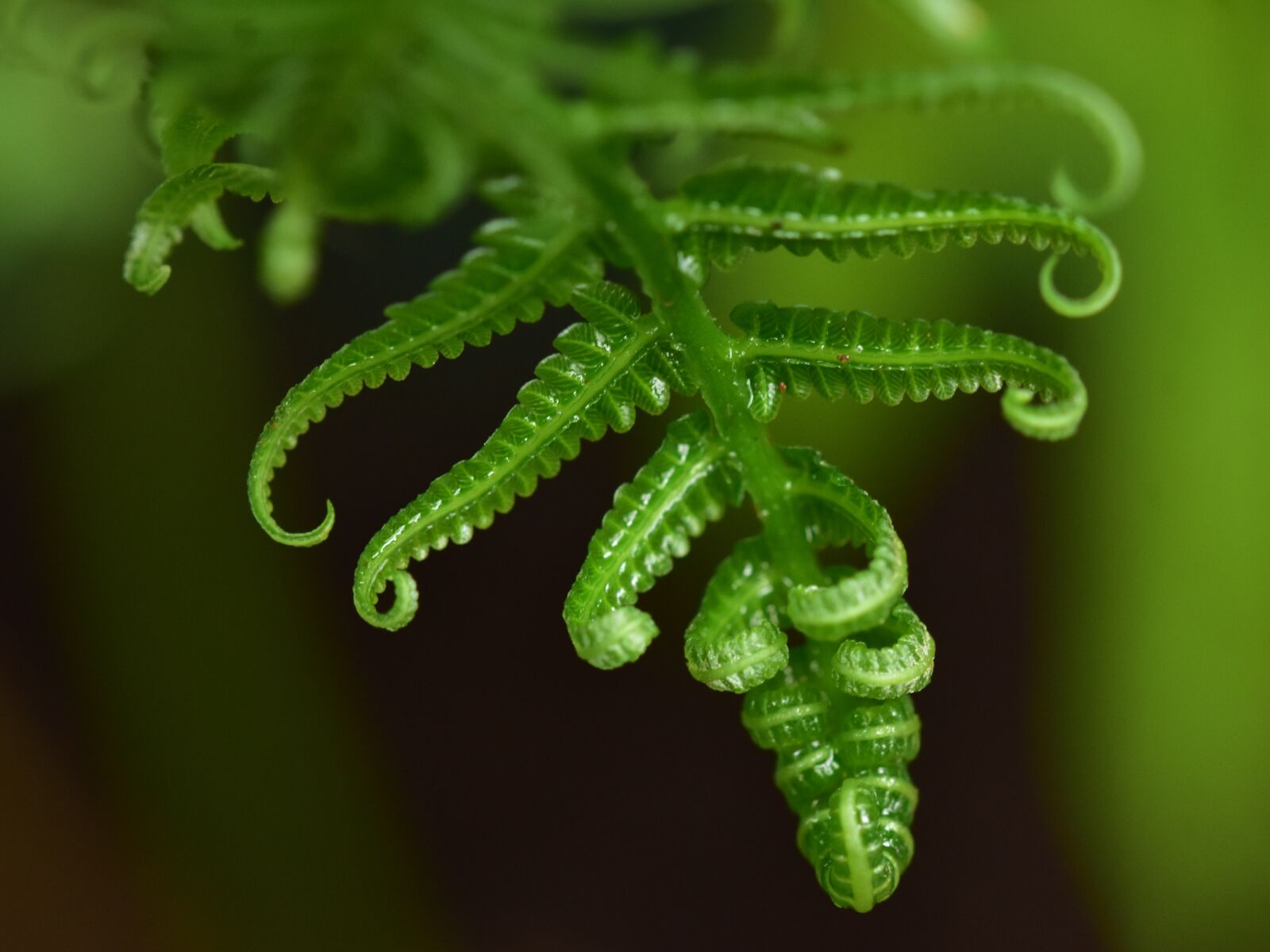 Nikon D3400 sample photo. Fern leaf, ferns, frond photography