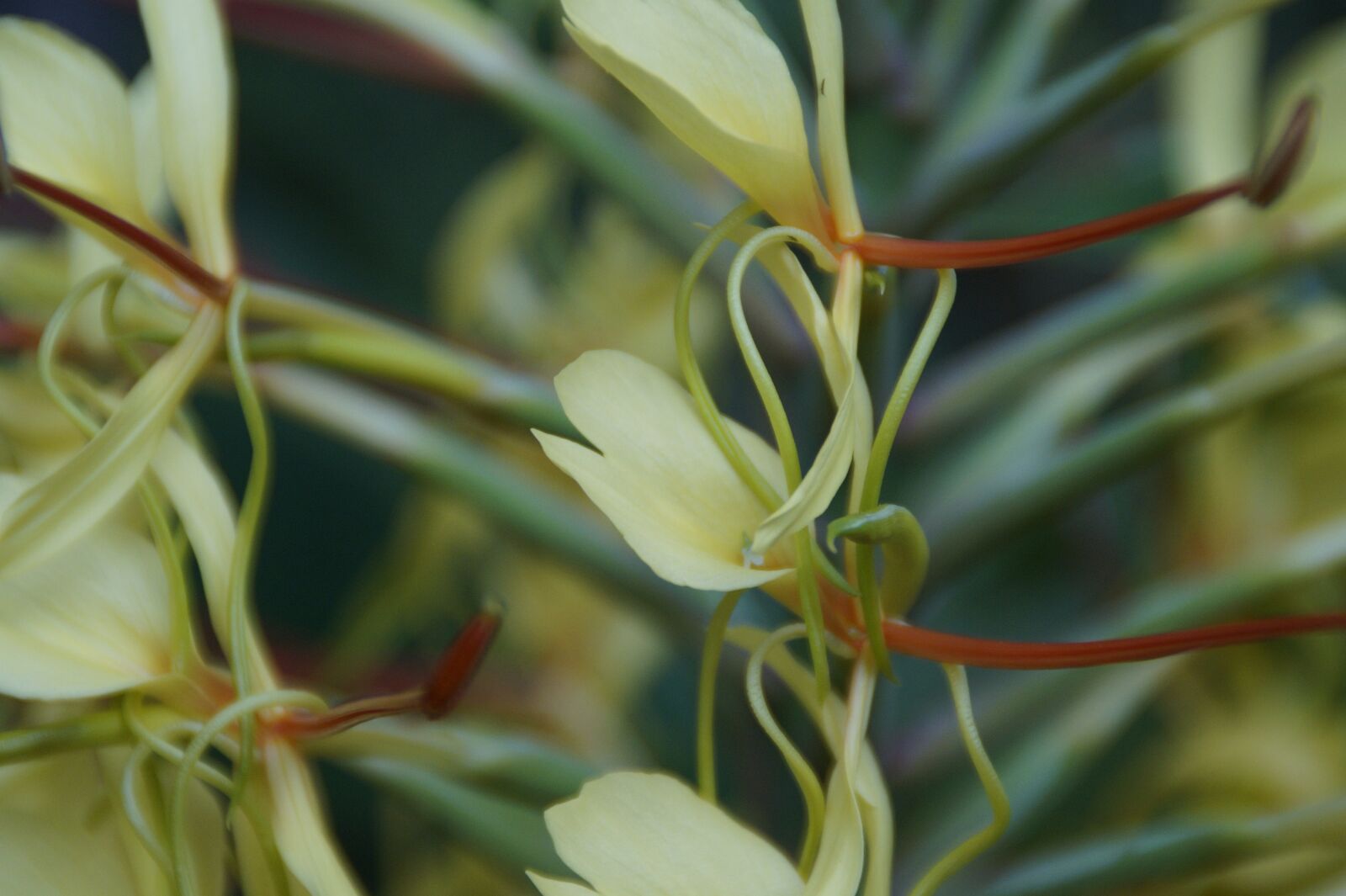 Sony SLT-A58 sample photo. Exot, exotic, plant photography