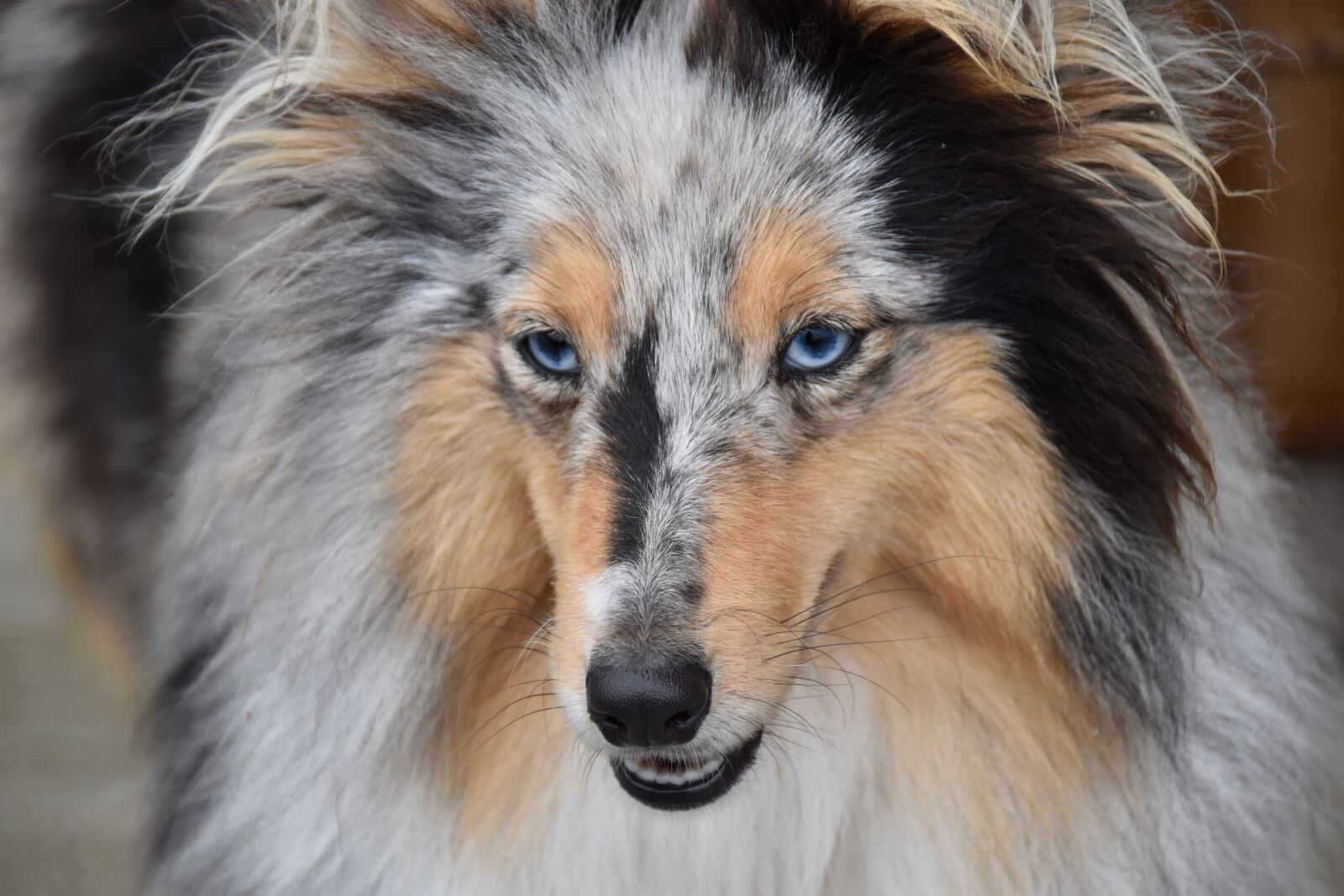 Nikon D5600 sample photo. Dog, shetland sheepdog, pup photography
