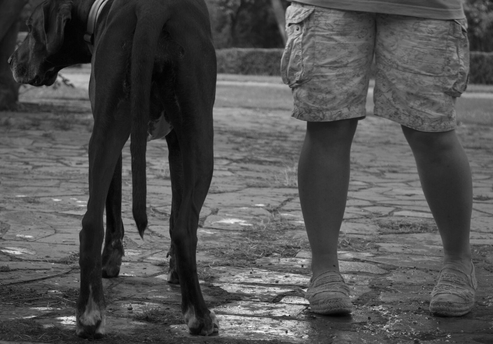 Canon EOS 70D sample photo. Black, and, white, dogs photography