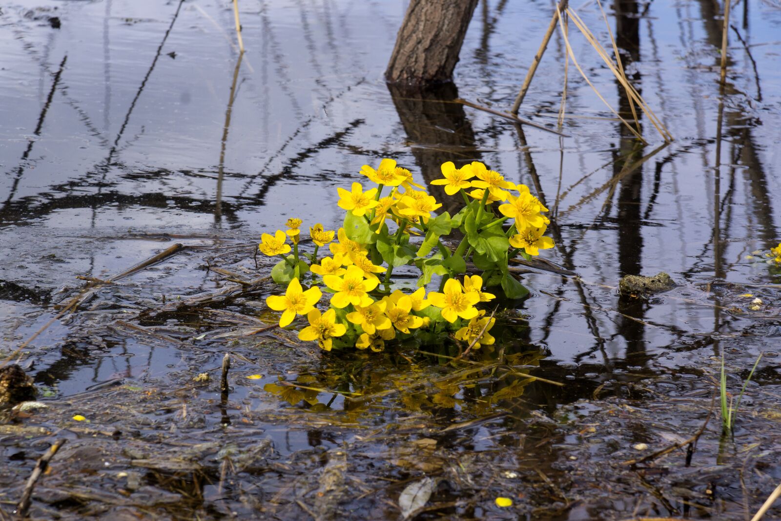 Sony DT 16-105mm F3.5-5.6 sample photo. Buttercups water, yellow, flowers photography