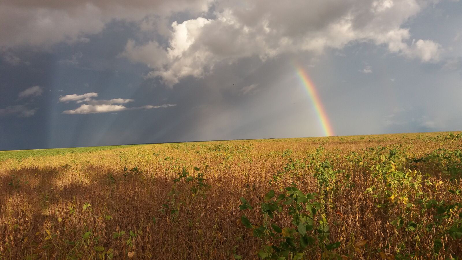 Samsung Galaxy J5 Prime sample photo. Rainbow, brazil, plantation photography