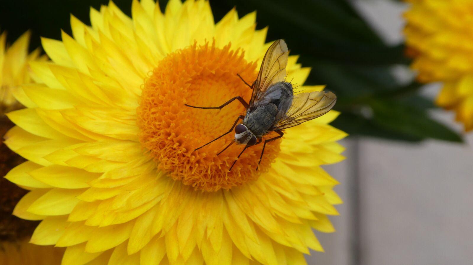 Panasonic DMC-TZ81 sample photo. Fly, insect, blossom photography