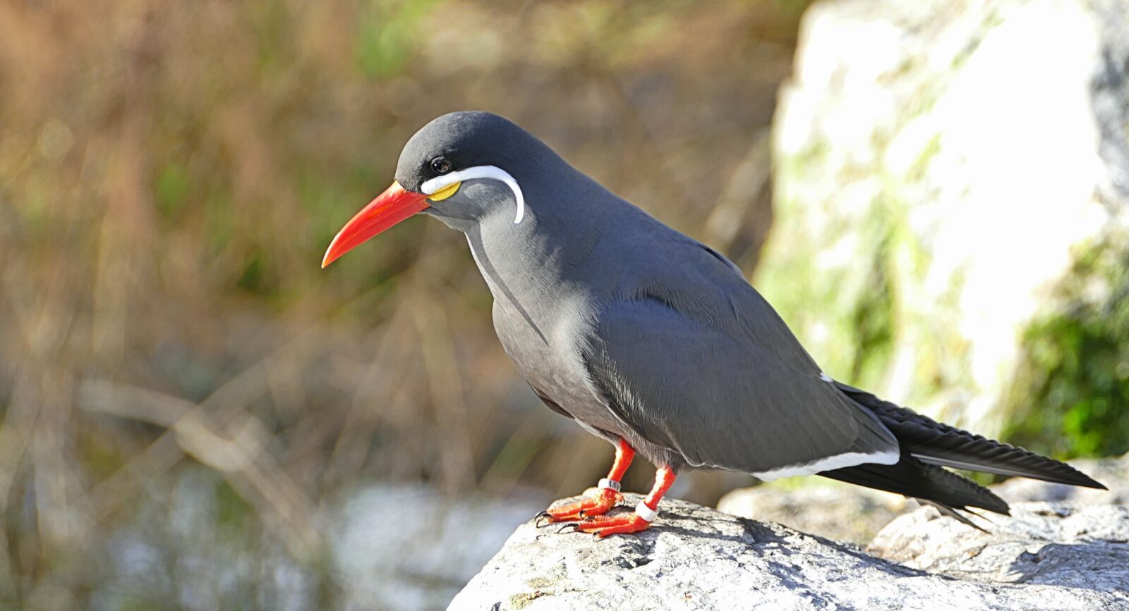Panasonic Lumix DMC-FZ1000 sample photo. Stern, bird, seabird photography