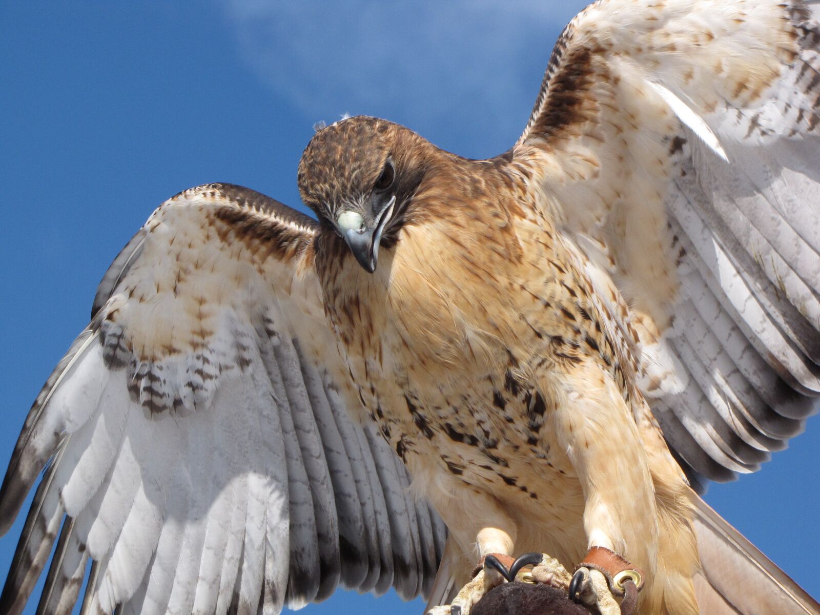 Canon PowerShot SX10 IS sample photo. Hawk, predator, raptor photography