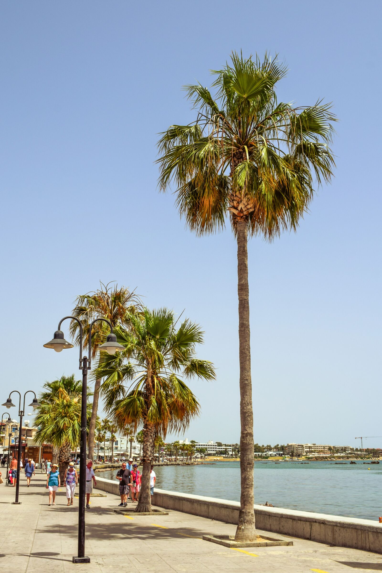 Nikon D3300 sample photo. Promenade, harbor, palm trees photography