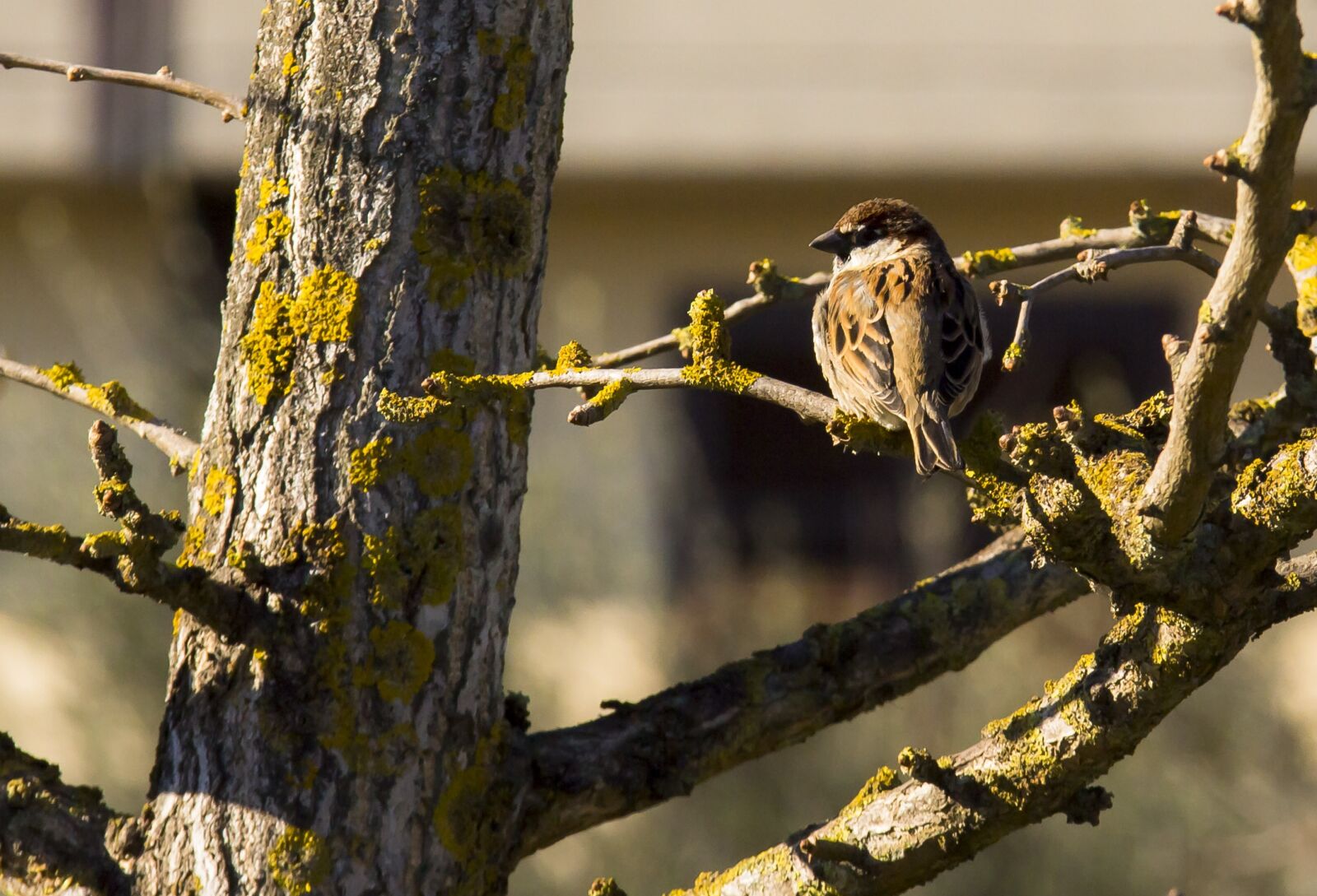 Canon EOS 60D sample photo. Bird, tree, palazzo photography