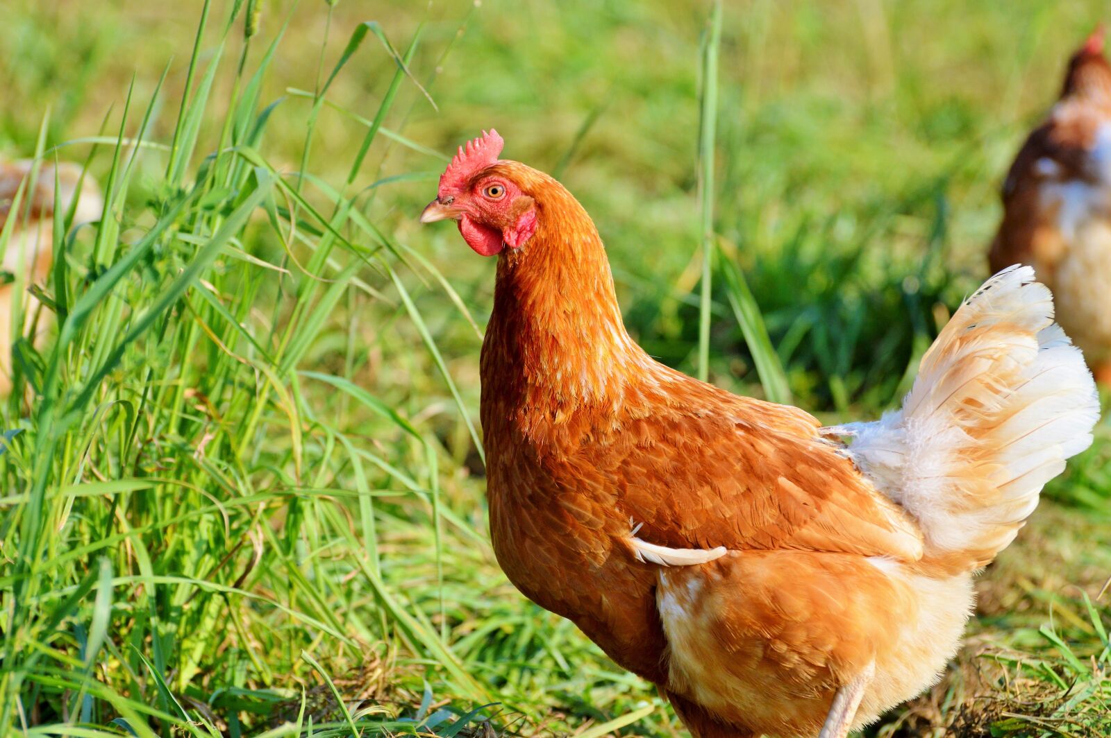 Nikon D3200 sample photo. Chicken, hen, poultry photography