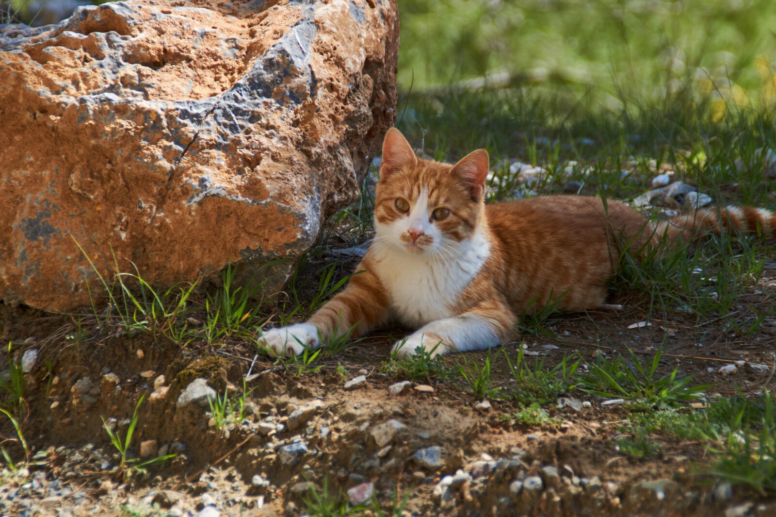 Sony SLT-A58 sample photo. Red cat, brown cat photography