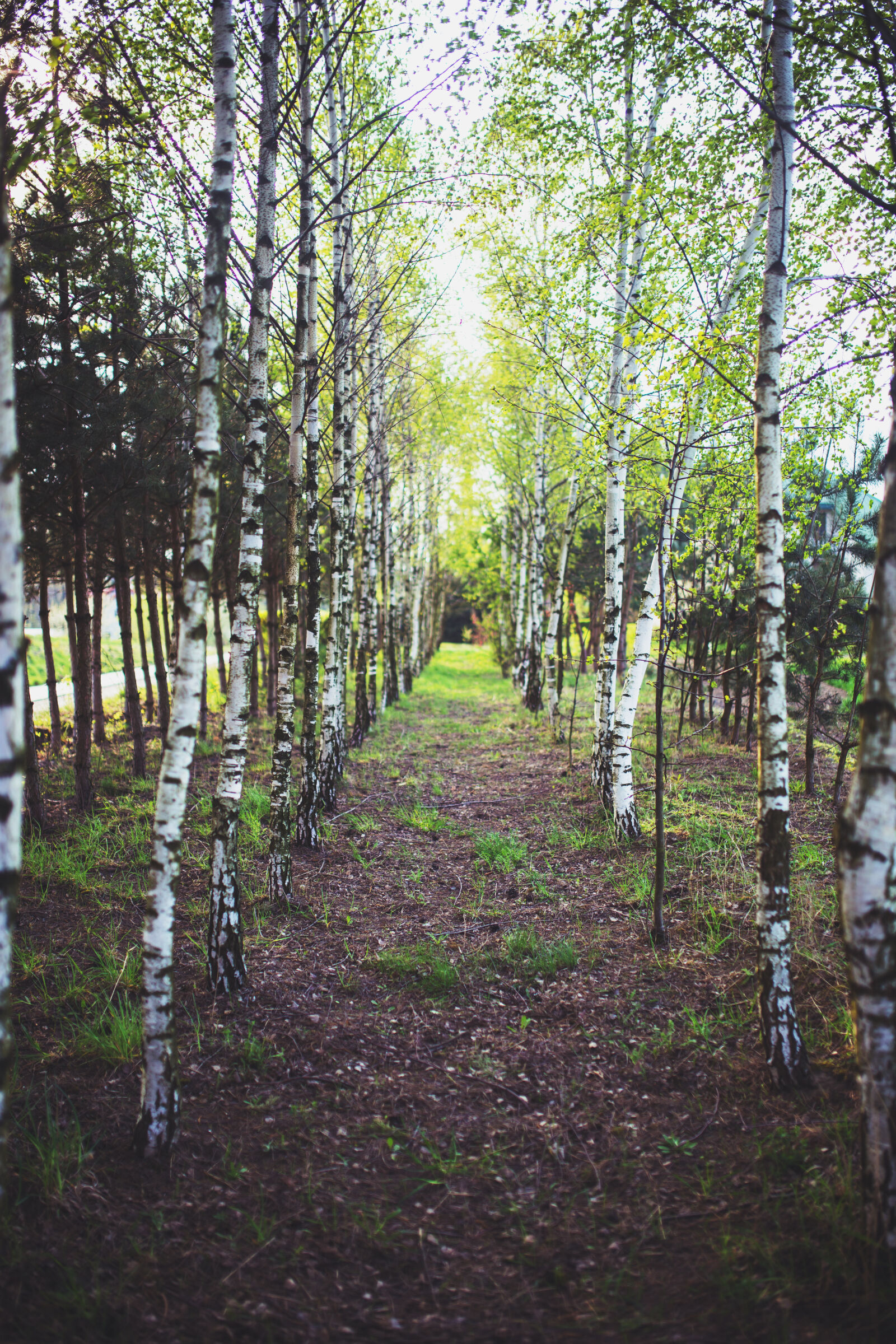 Canon EOS 6D + Sigma 35mm F1.4 DG HSM Art sample photo. Birch, forest photography