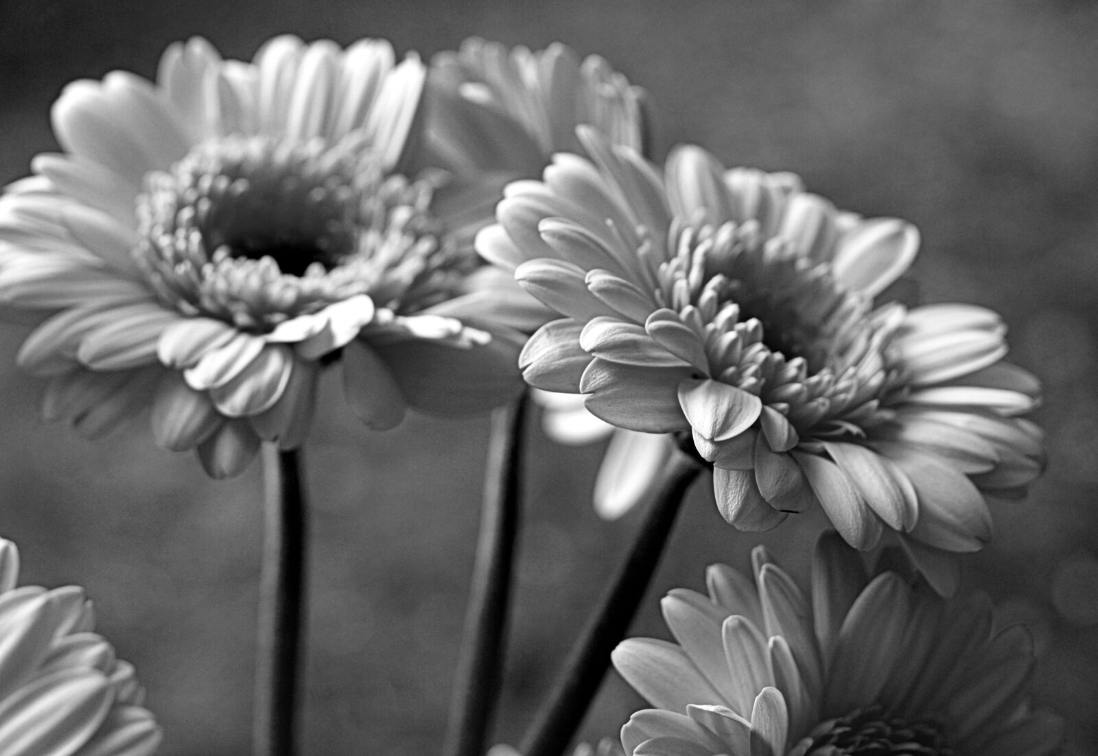 Olympus E-520 (EVOLT E-520) sample photo. Flower, flora, nature photography