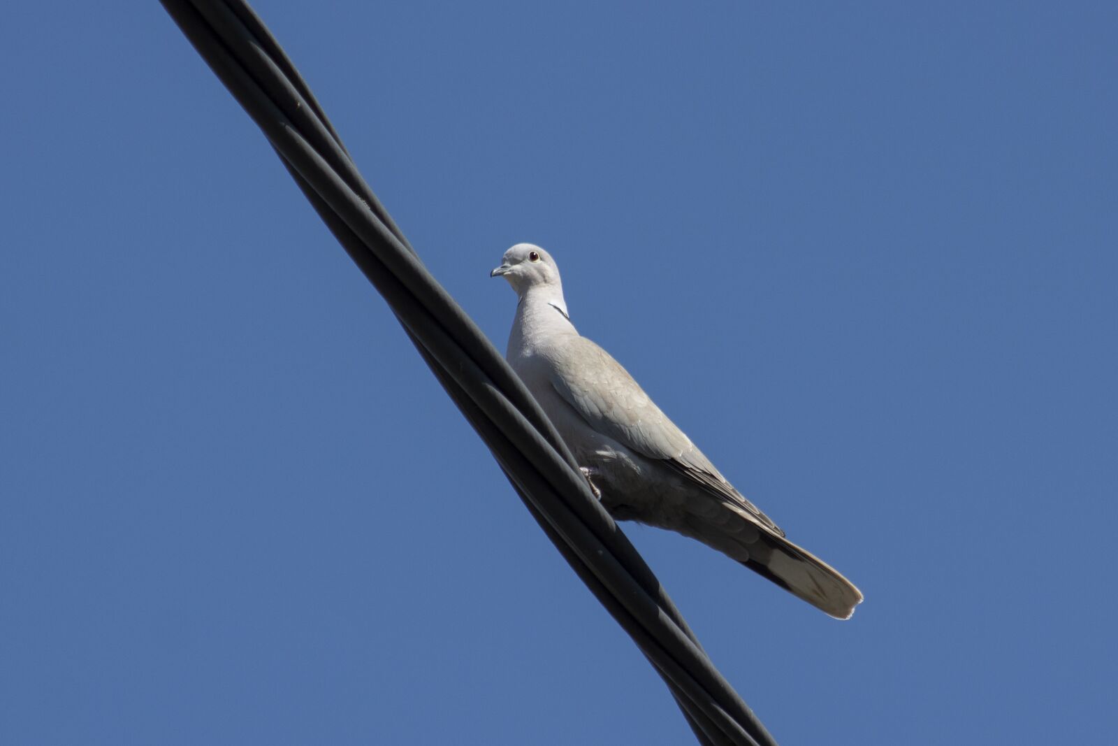 Canon EF75-300mm f/4-5.6 sample photo. Dove, pigeon, bird photography