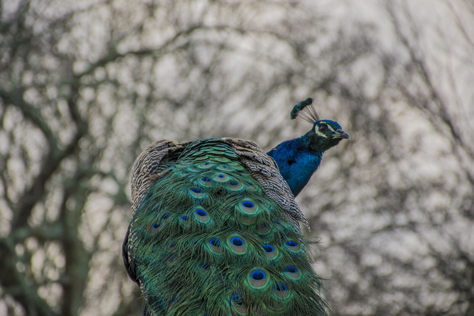 Nikon D5600 sample photo. Birds, pity, nature photography