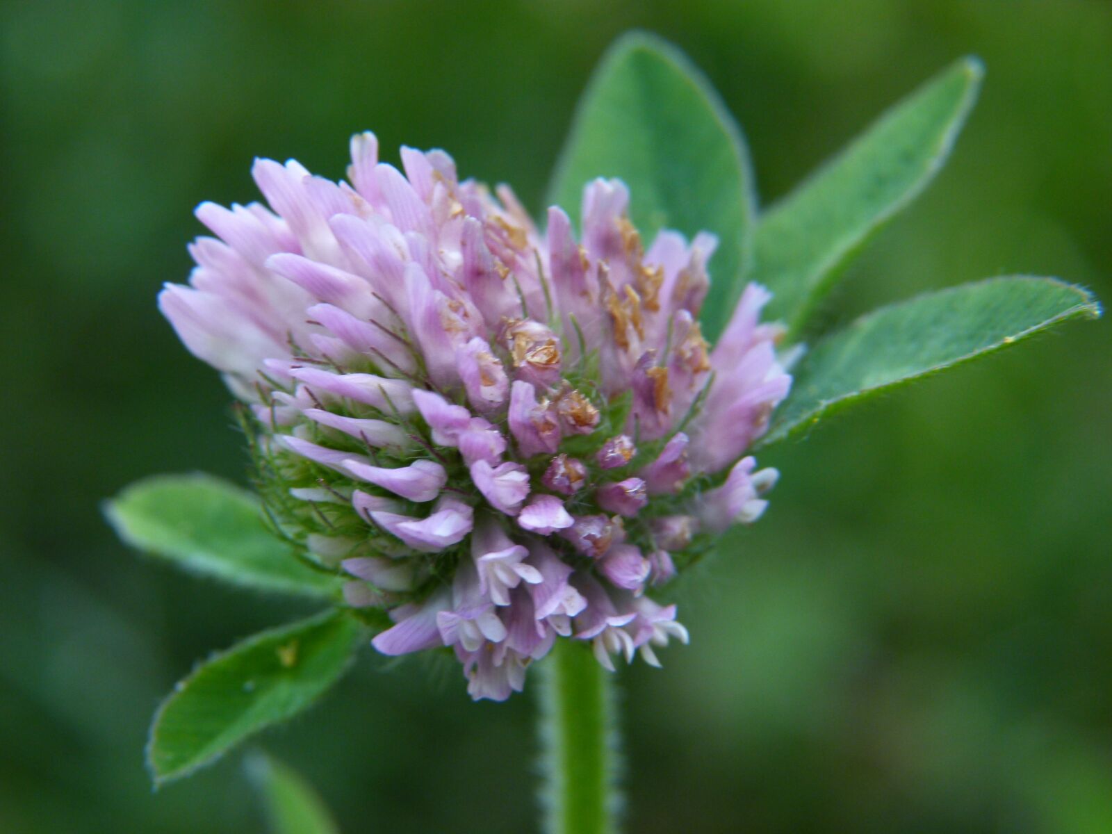 Panasonic Lumix DMC-FZ100 sample photo. Clover, blossom, pink photography