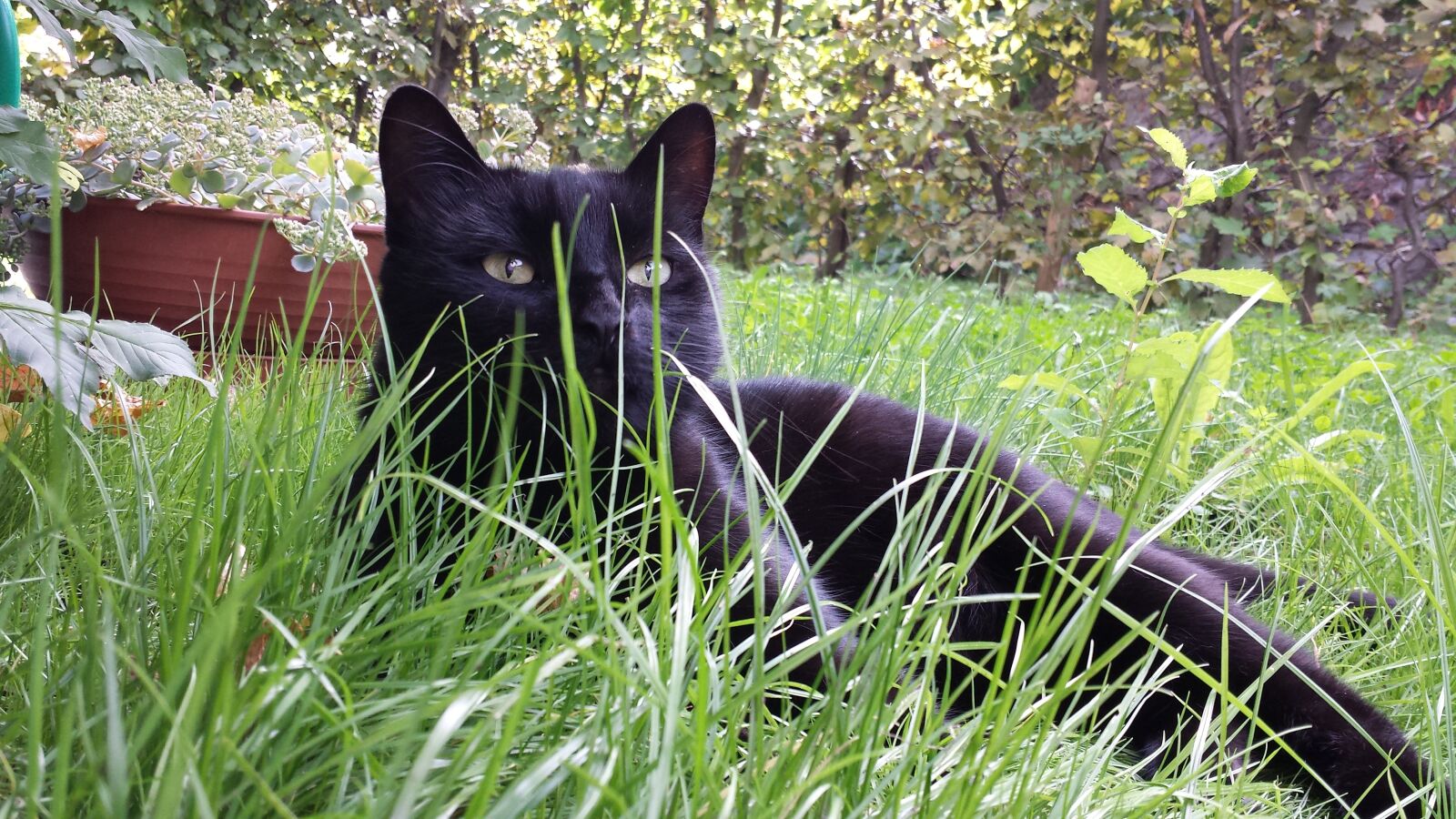 Samsung Galaxy S4 sample photo. Cat, meadow, grass photography