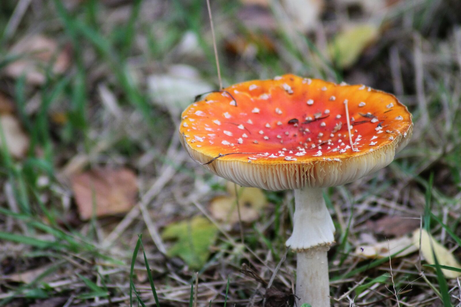 Canon EOS 1100D (EOS Rebel T3 / EOS Kiss X50) sample photo. Fly agaric, red, white photography