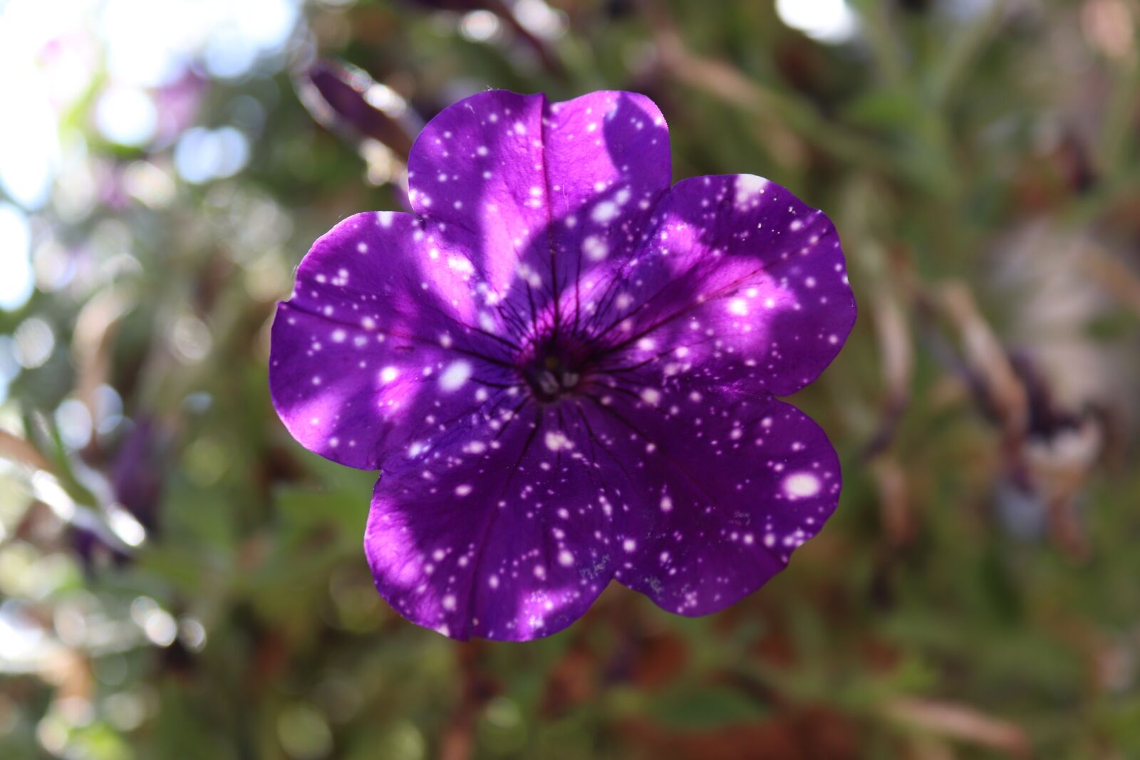 Петуния фиолетовый леопард. Петуния Фиалковая Дикая — Wild Violet Petunia. Петуния фиолетовая в крапинку. Петуния Hippychick Violet.