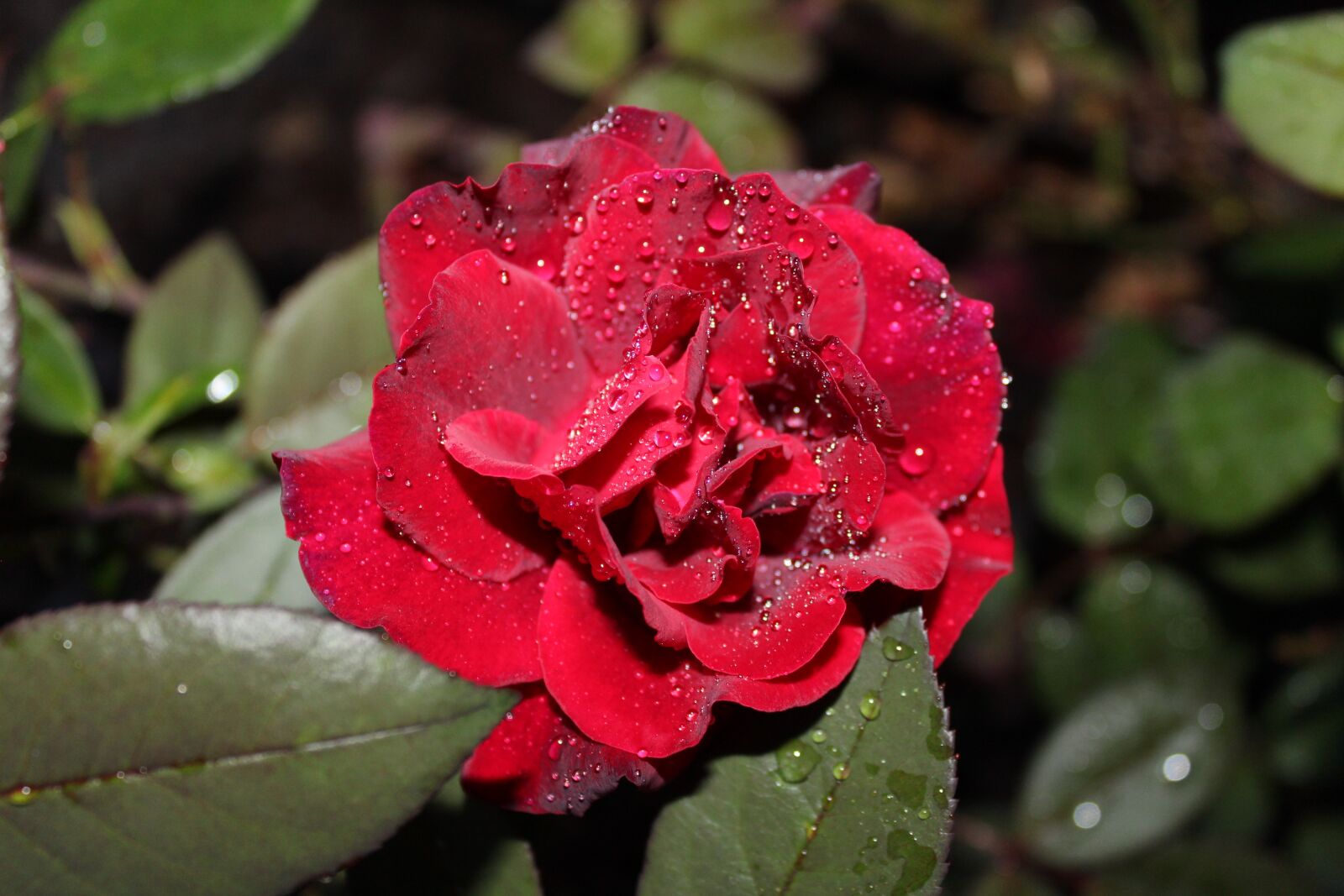 Canon EOS 1200D (EOS Rebel T5 / EOS Kiss X70 / EOS Hi) sample photo. Red rose, dew, red photography