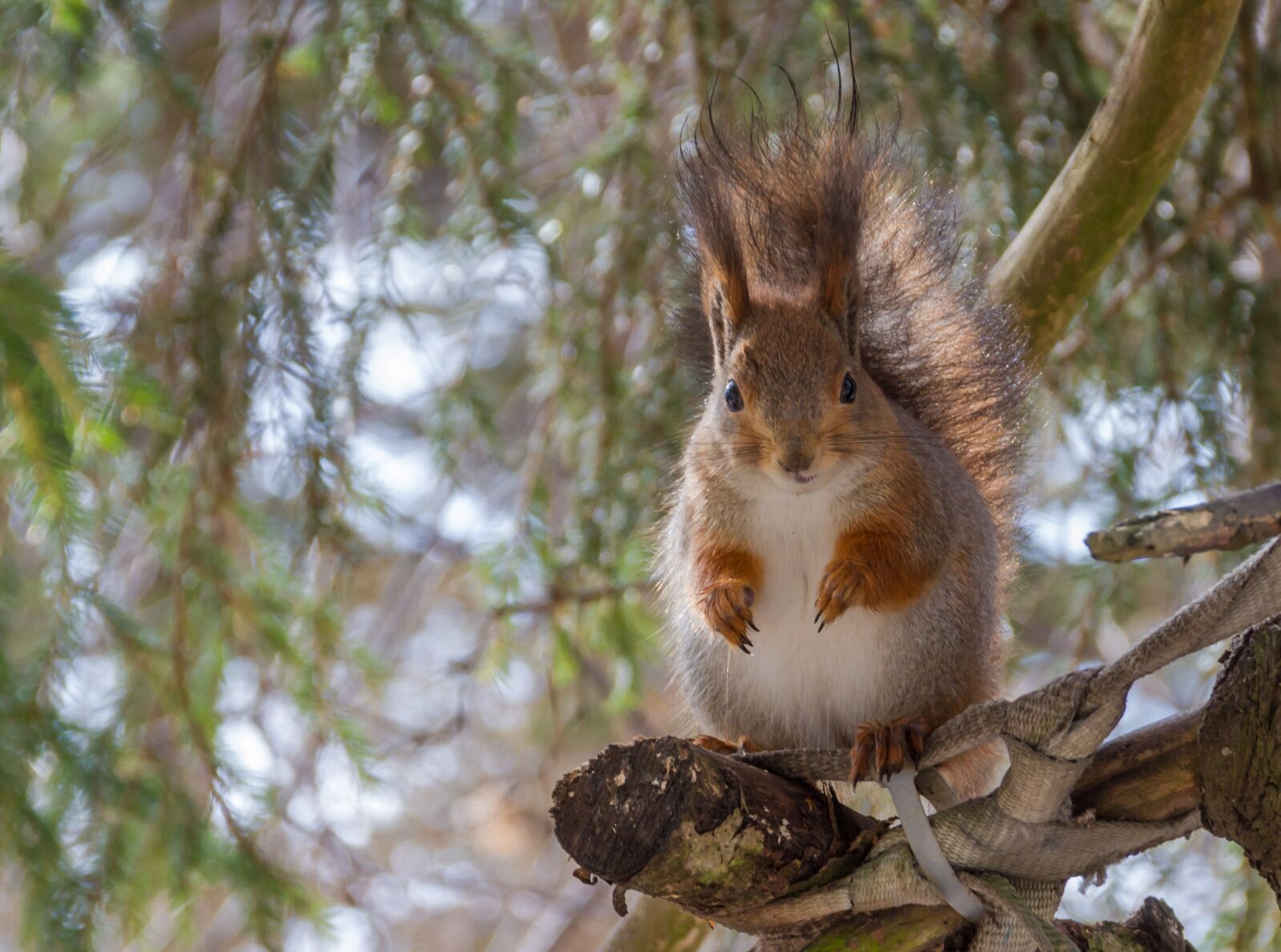 Canon EOS 7D sample photo. Tree, nature, wild animals photography