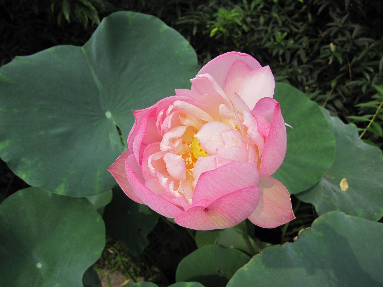 Canon PowerShot SD960 IS (Digital IXUS 110 IS / IXY Digital 510 IS) sample photo. Lotus, summer, lotus leaf photography