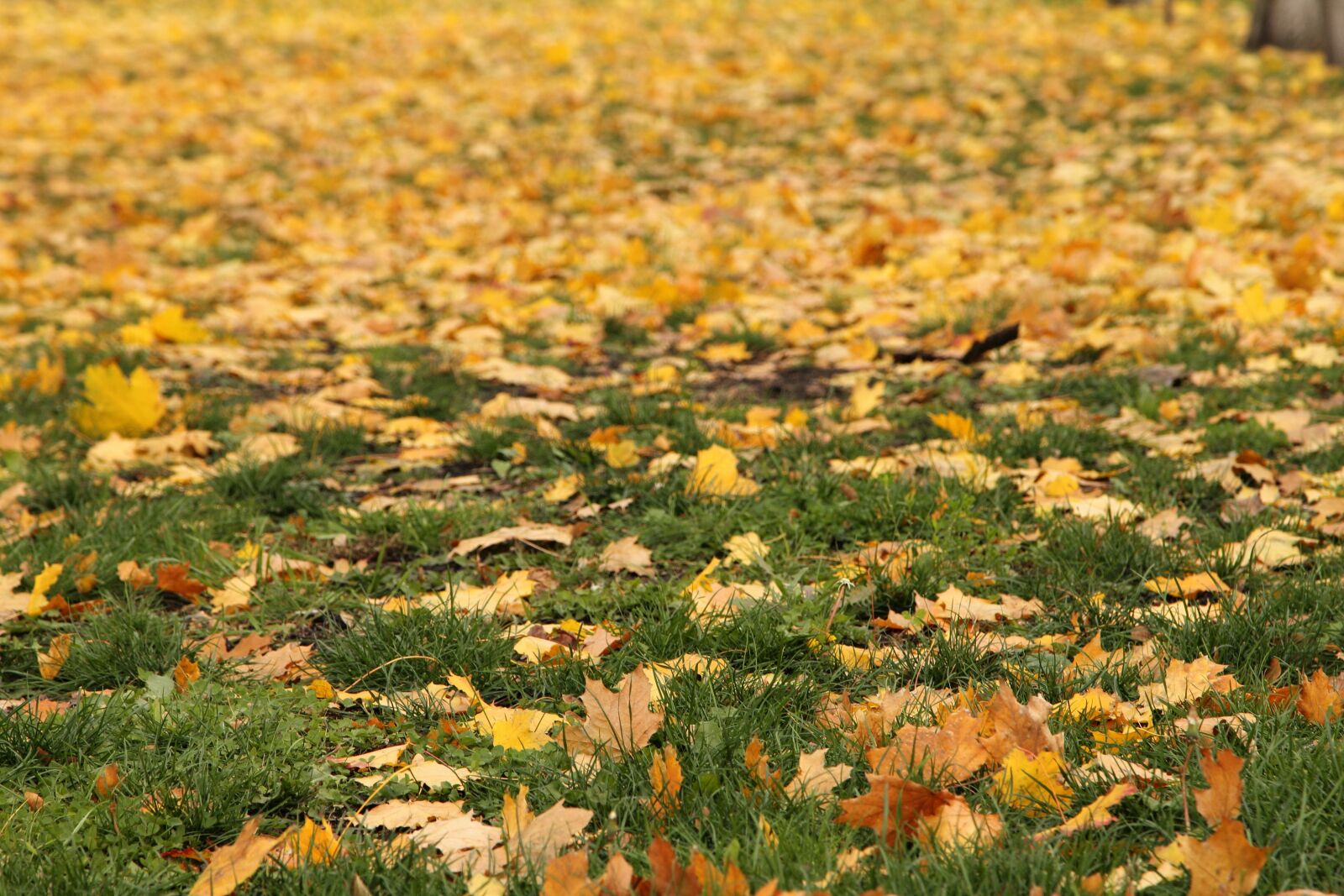 Canon EOS 60D + Canon EF 24-105mm F4L IS USM sample photo. Leaves, autumn, in the photography