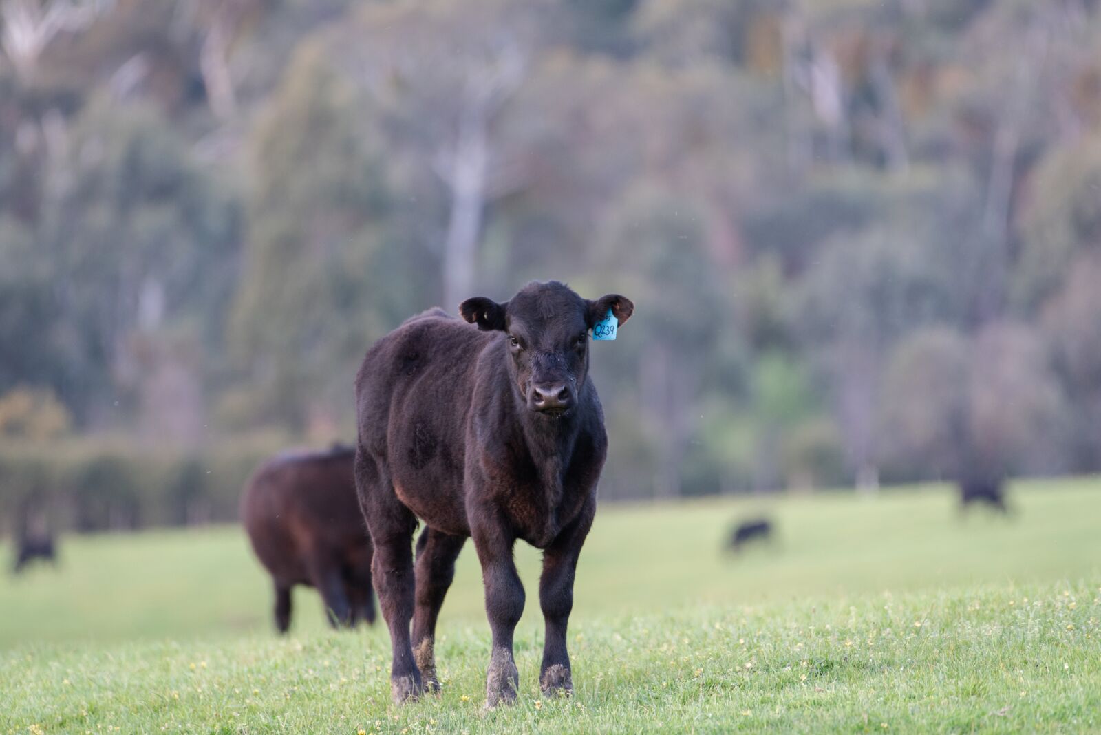 Nikon D750 sample photo. Cow, calf, black angus photography