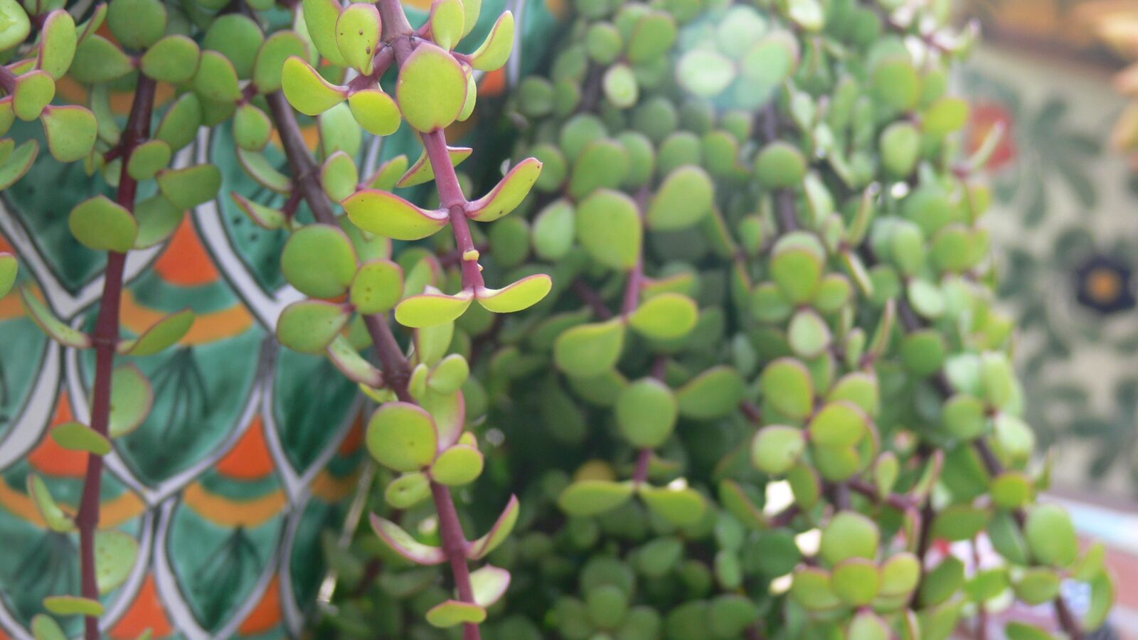 Panasonic DMC-FZ30 sample photo. Jade, succulent, green photography