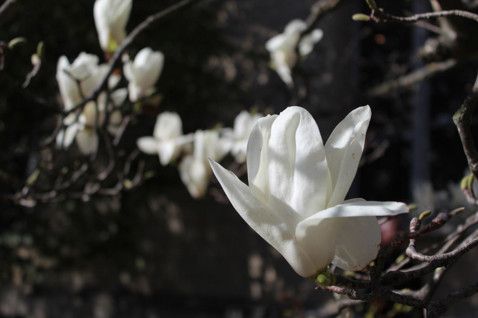 Canon EOS 1300D (EOS Rebel T6 / EOS Kiss X80) sample photo. Magnolia, white, flower photography