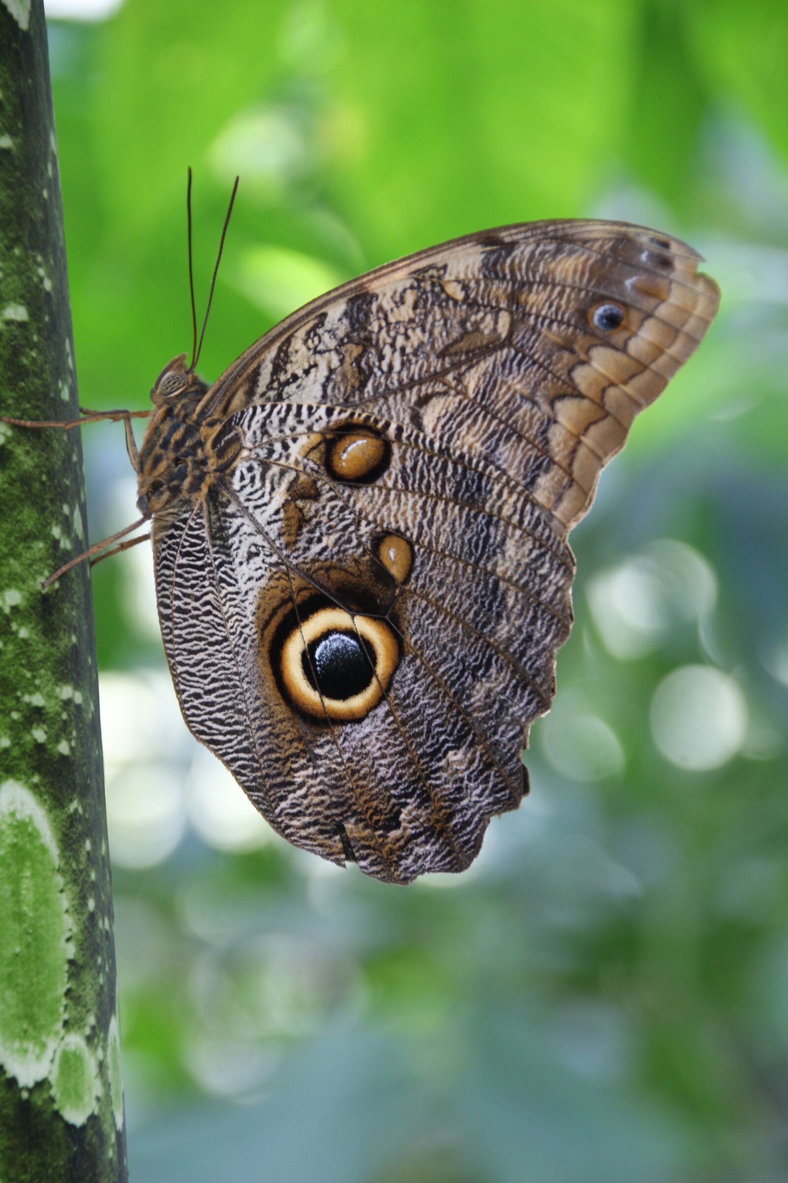 Canon EOS 700D (EOS Rebel T5i / EOS Kiss X7i) sample photo. Butterfly, insect, morphosfalter photography