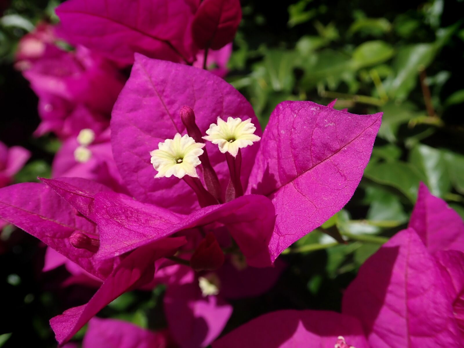 Olympus TG-5 sample photo. Bogainvillea, flower, climber photography