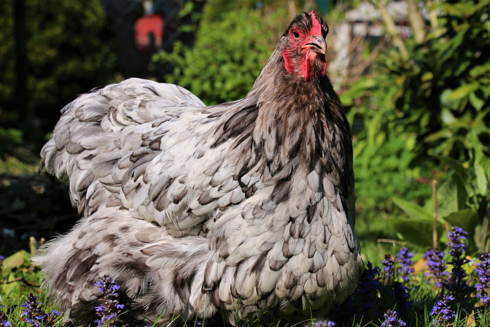 Canon EOS 700D (EOS Rebel T5i / EOS Kiss X7i) sample photo. Chicken, hen, animal photography