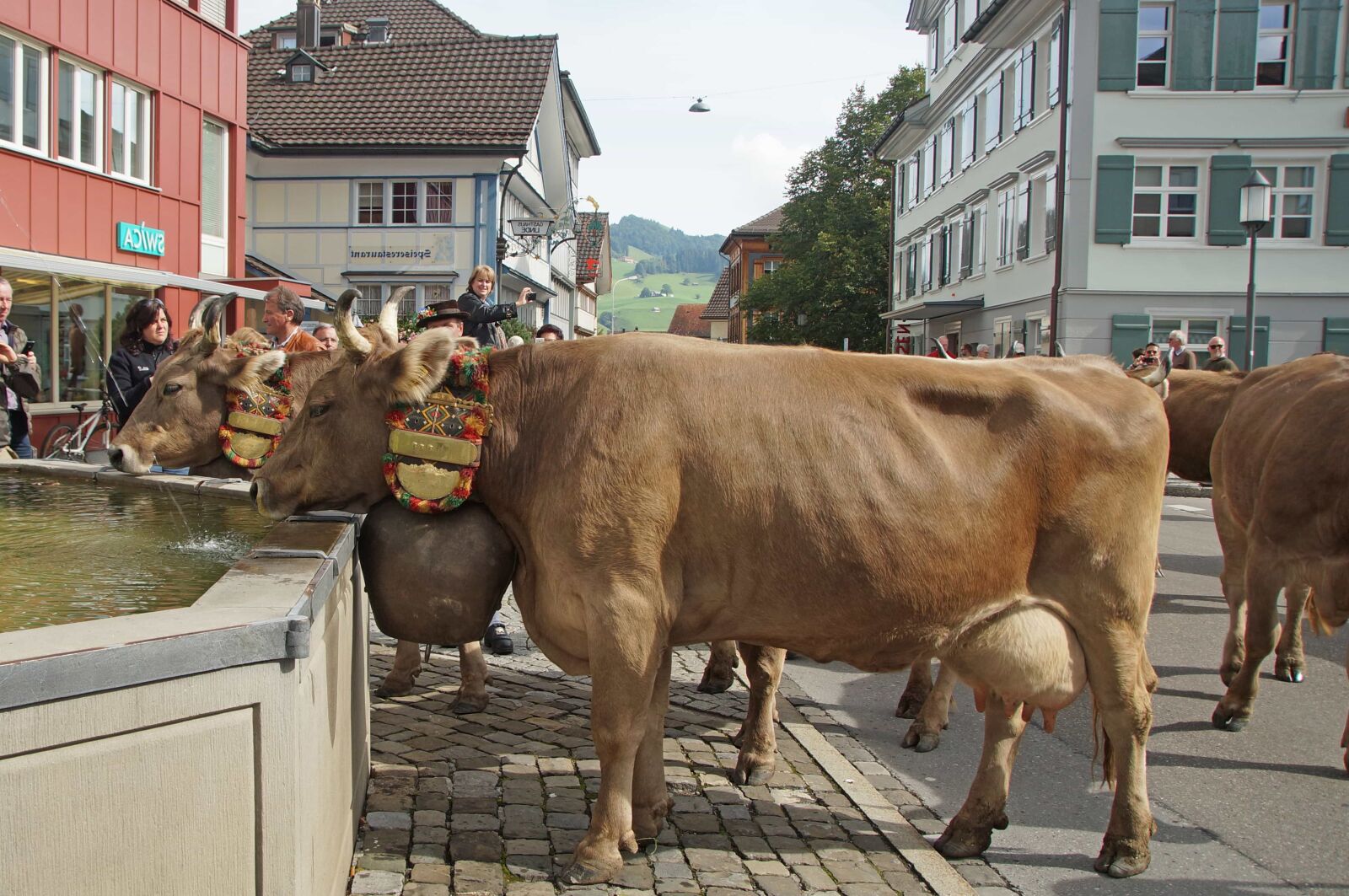Sony SLT-A57 sample photo. People, cattle, bovine, bull photography