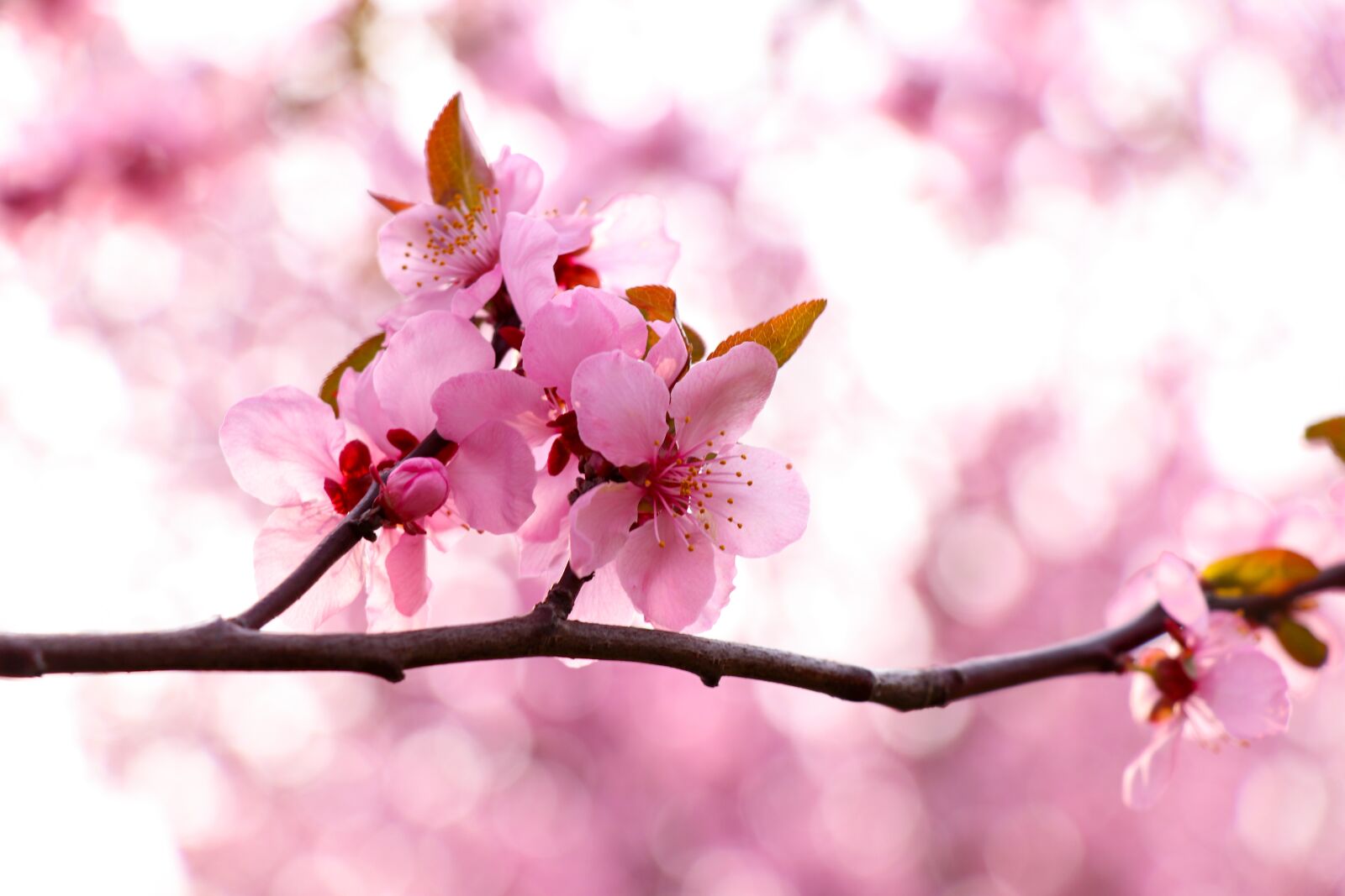 Canon EF-S 18-135mm F3.5-5.6 IS USM sample photo. Peach blossom, spring, pink photography