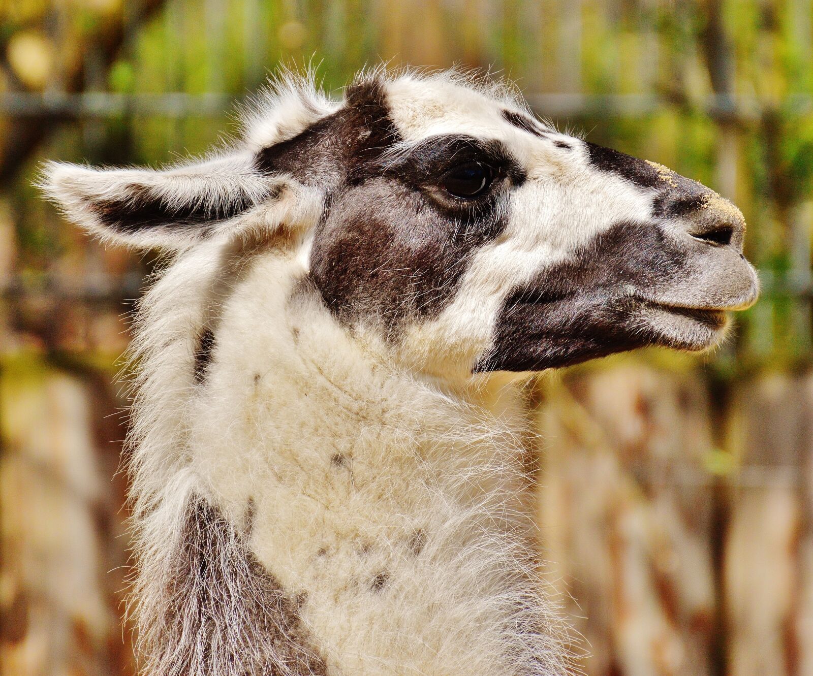 Nikon D3200 sample photo. Lama, animal, fur photography