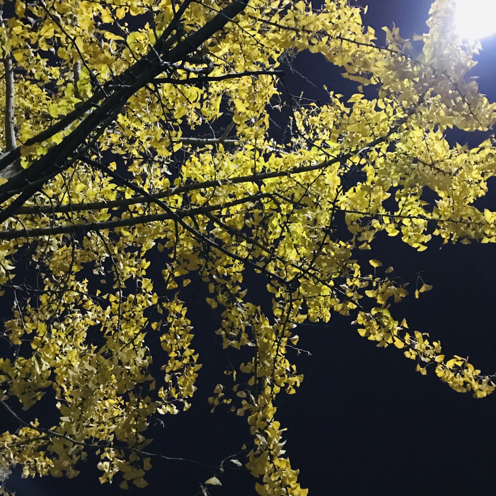 iPhone 7 back camera 3.99mm f/1.8 sample photo. Night, trees, defoliation photography