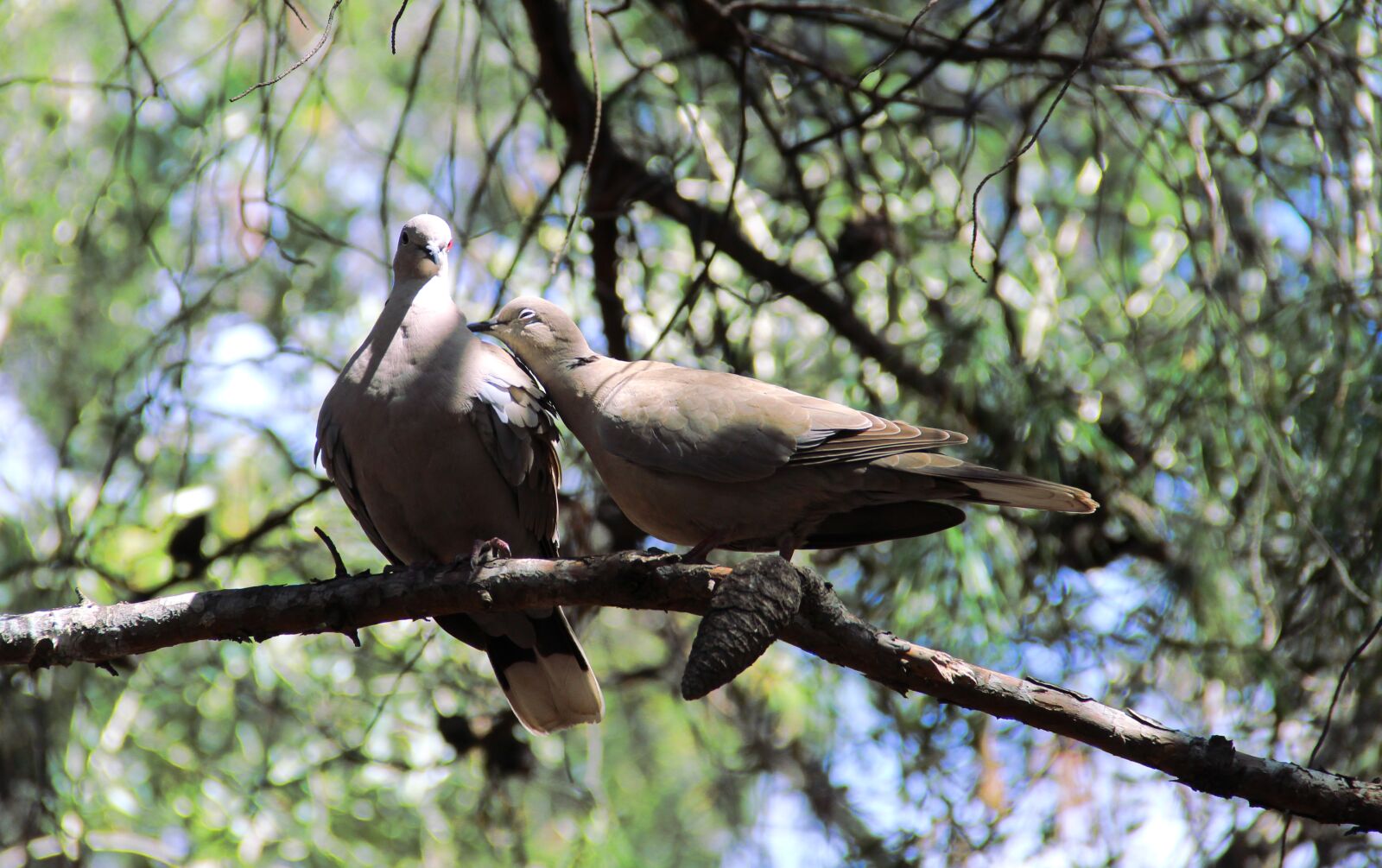 Canon EOS 4000D (EOS Rebel T100 / EOS 3000D) sample photo. Doves, birds, wildlife photography