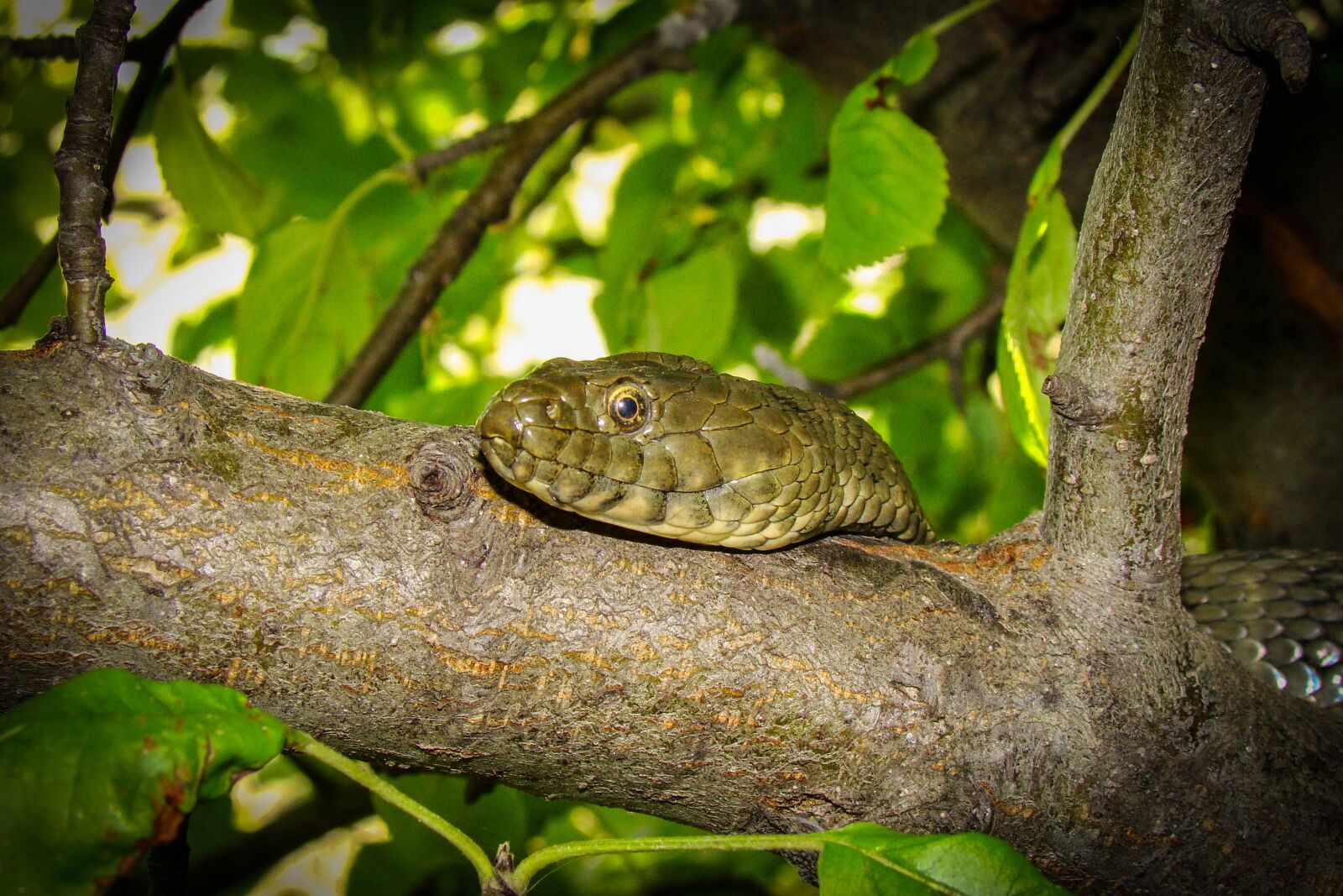 Sony Cyber-shot DSC-H50 sample photo. Snake, snakehead, kigyófa photography