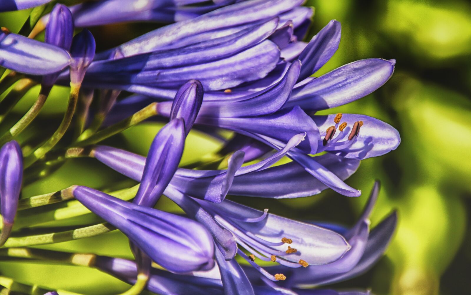 Canon EOS 7D Mark II sample photo. Flora, nature, gardening photography