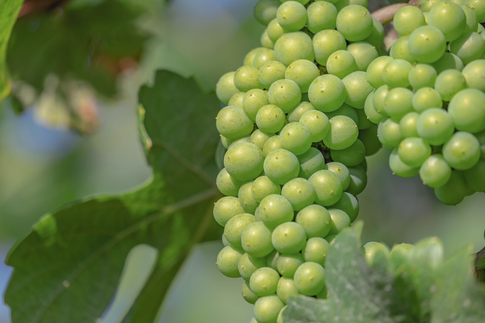 Fujifilm XF 55-200mm F3.5-4.8 R LM OIS sample photo. Grapes, fruit, green photography