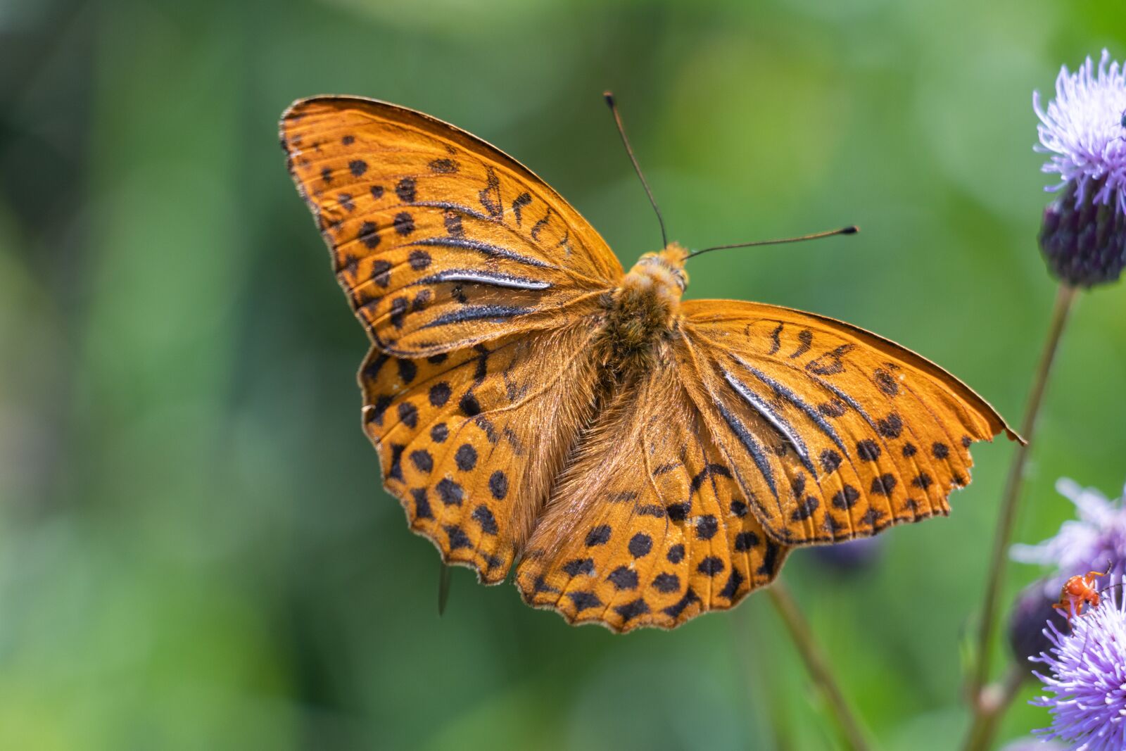 Canon EF-S 18-135mm F3.5-5.6 IS USM sample photo. Fritillary, butterfly, insect photography