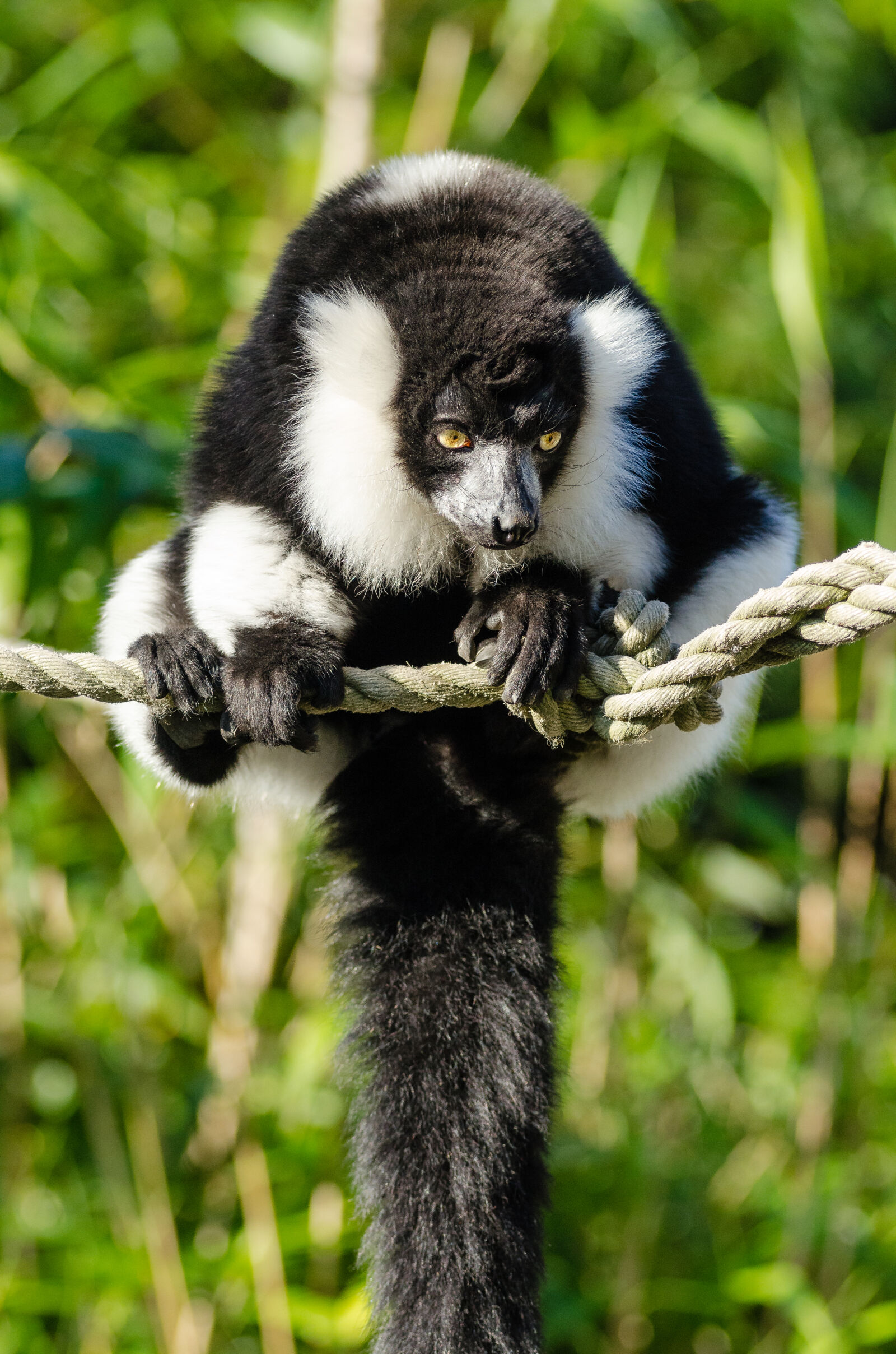 AF Zoom-Nikkor 80-200mm f/2.8 ED sample photo. Black, and, white, animal photography