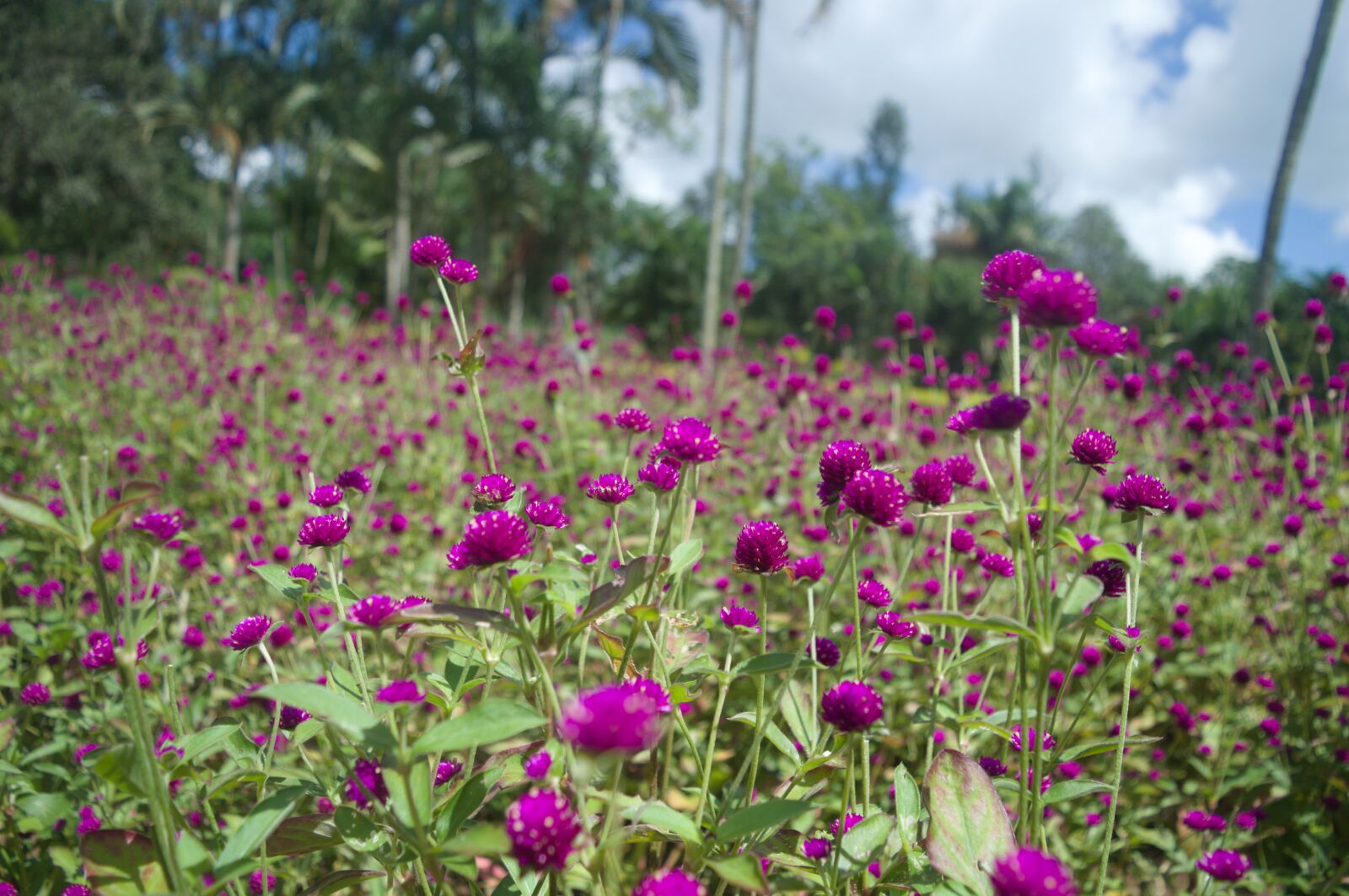 Nikon D3200 sample photo. Greenery, flowers, nature photography