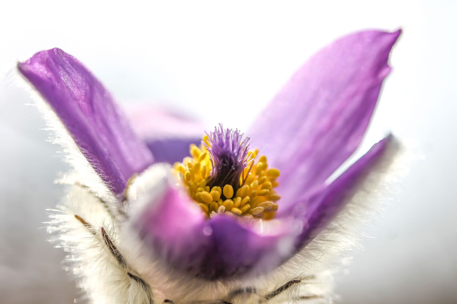 Canon EF-S 60mm F2.8 Macro USM sample photo. Pulsatilla grandis, anemone, flower photography