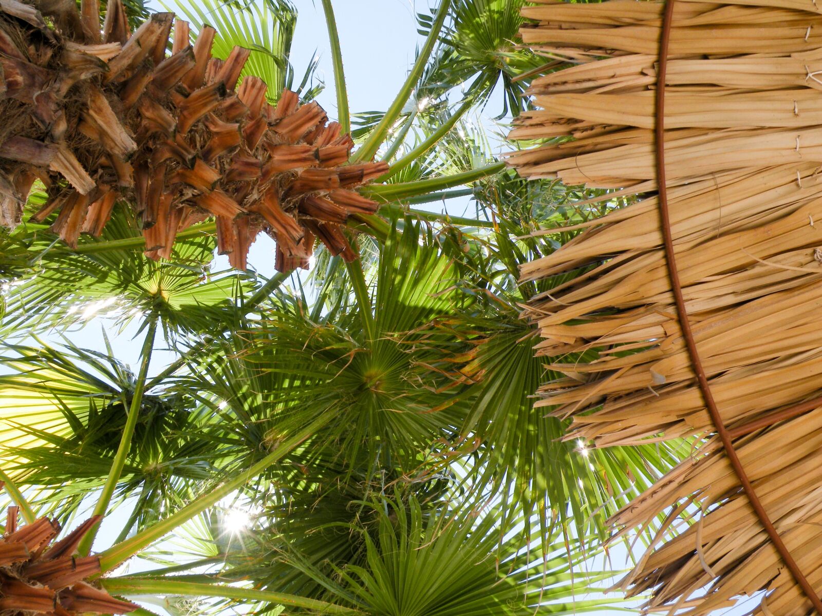 Nikon Coolpix P80 sample photo. Palm trees, palm leaf photography
