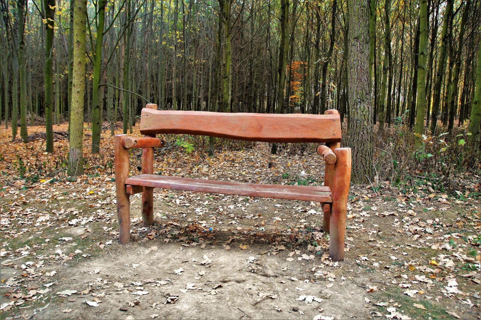 Sony SLT-A58 sample photo. Bench, wooden, lone photography